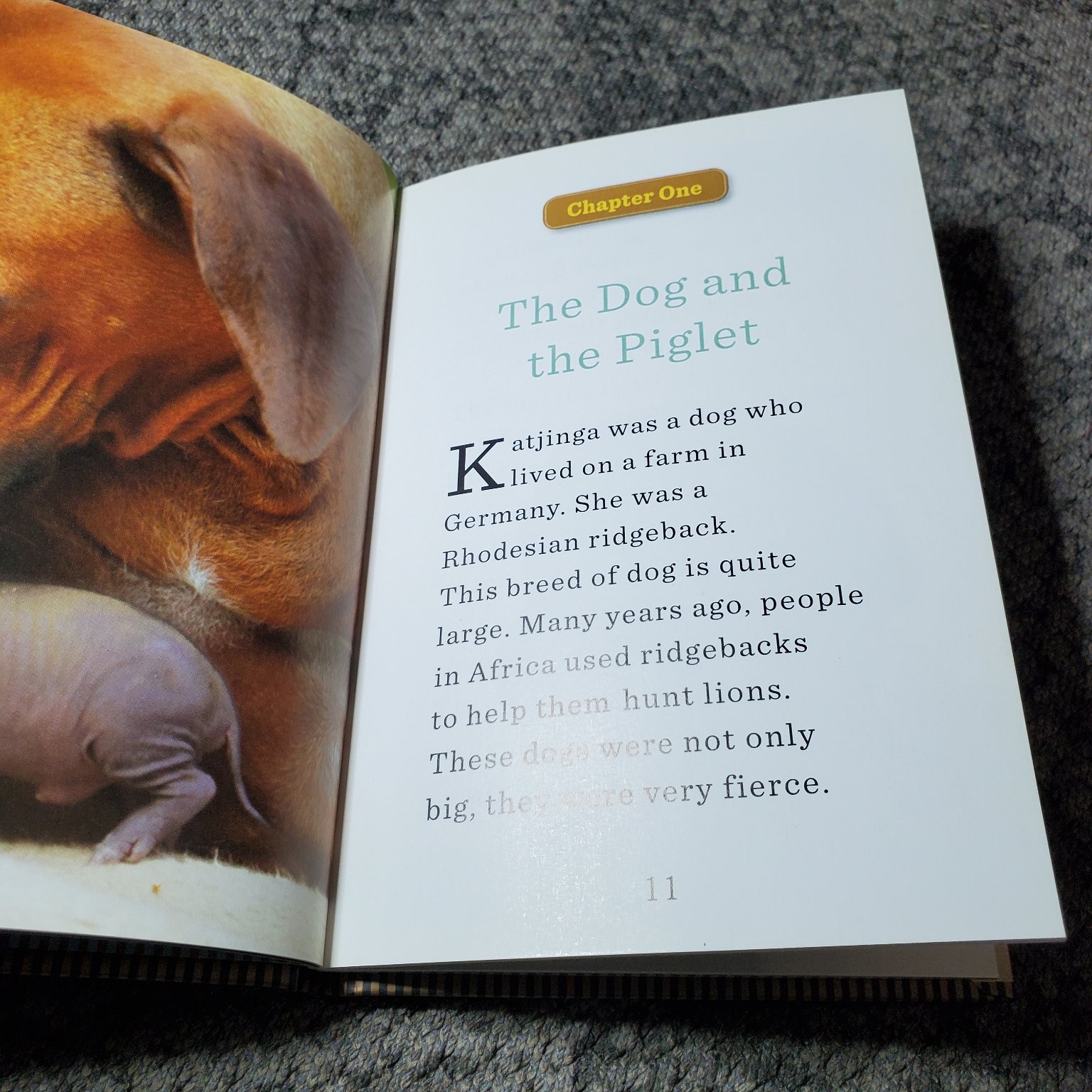 Unlikely Friendships for Kids Jennifer S. Holland 2012 Animal Stories Set