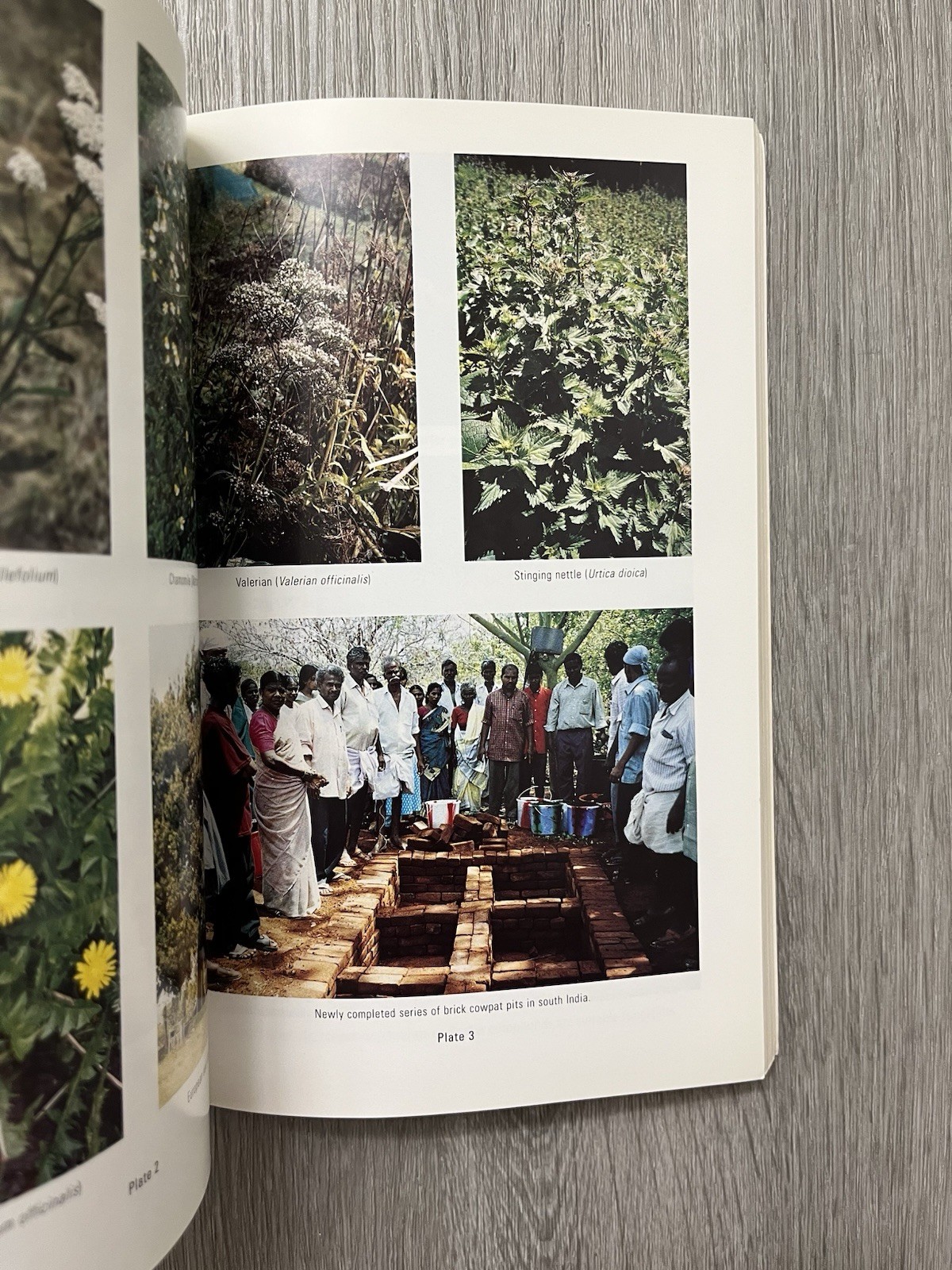 Grasp the Nettle Making Biodynamic Farming & Gardening Work Proctor 2004 Revised