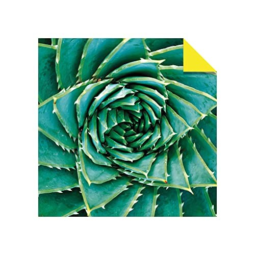 Origami Paper 500 sheets Succulents 6″ (15 cm): Tuttle Origami Paper: Double-Sid