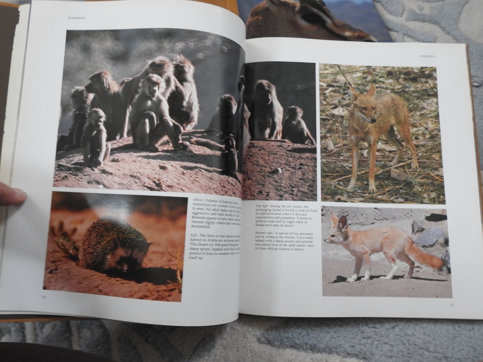vintage WILDLIFE OF SAUDI ARABIA Arabian peninsula HBDJ book