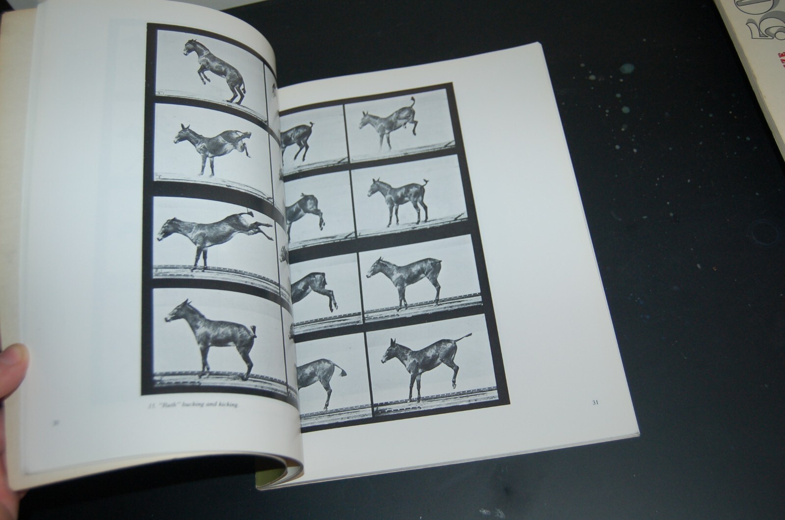 Horses and Other Animals in Motion: 45 Class… by Muybridge, Eadweard Paperback