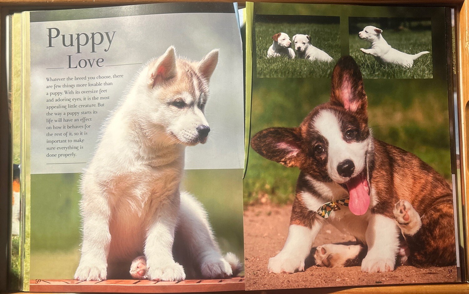 Good Dog Large 12 X 9-1/2 inch Dog Breed Picture Book w/ Center Puppy Fold Out