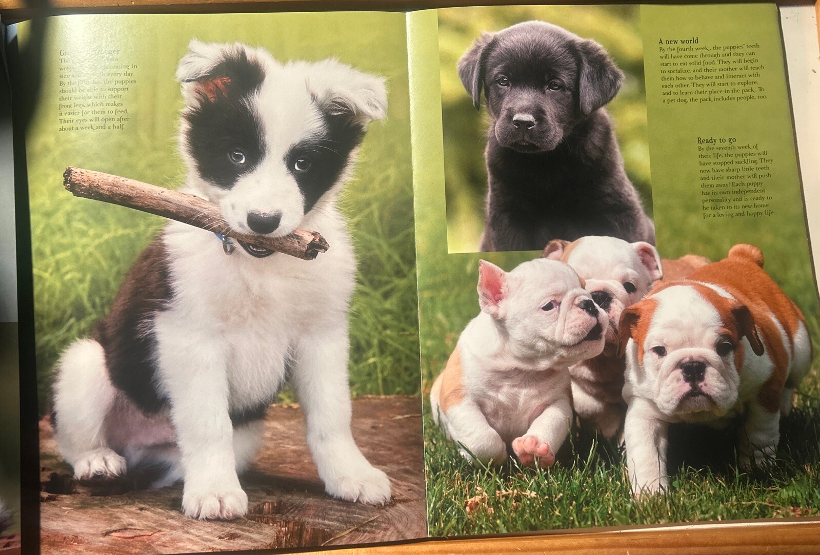 Good Dog Large 12 X 9-1/2 inch Dog Breed Picture Book w/ Center Puppy Fold Out