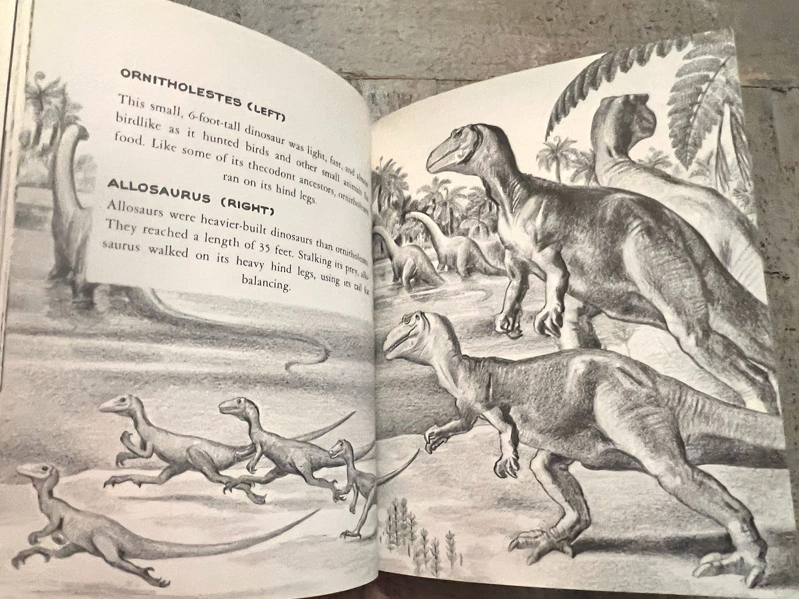 Dinosaurs by Herbert S. Zim Illus. by James Gordon Irving c.1976 Library Edition