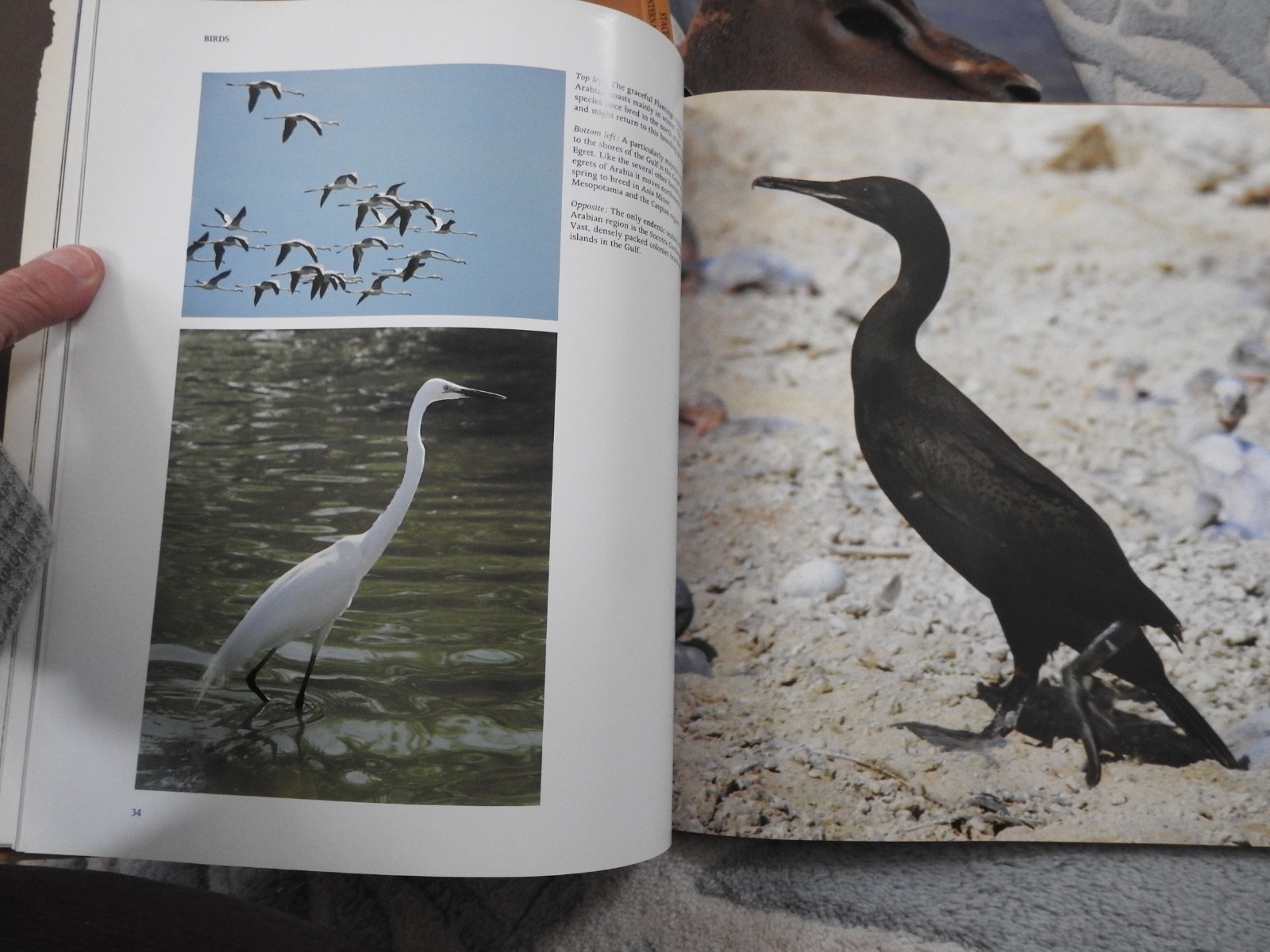 vintage WILDLIFE OF SAUDI ARABIA Arabian peninsula HBDJ book