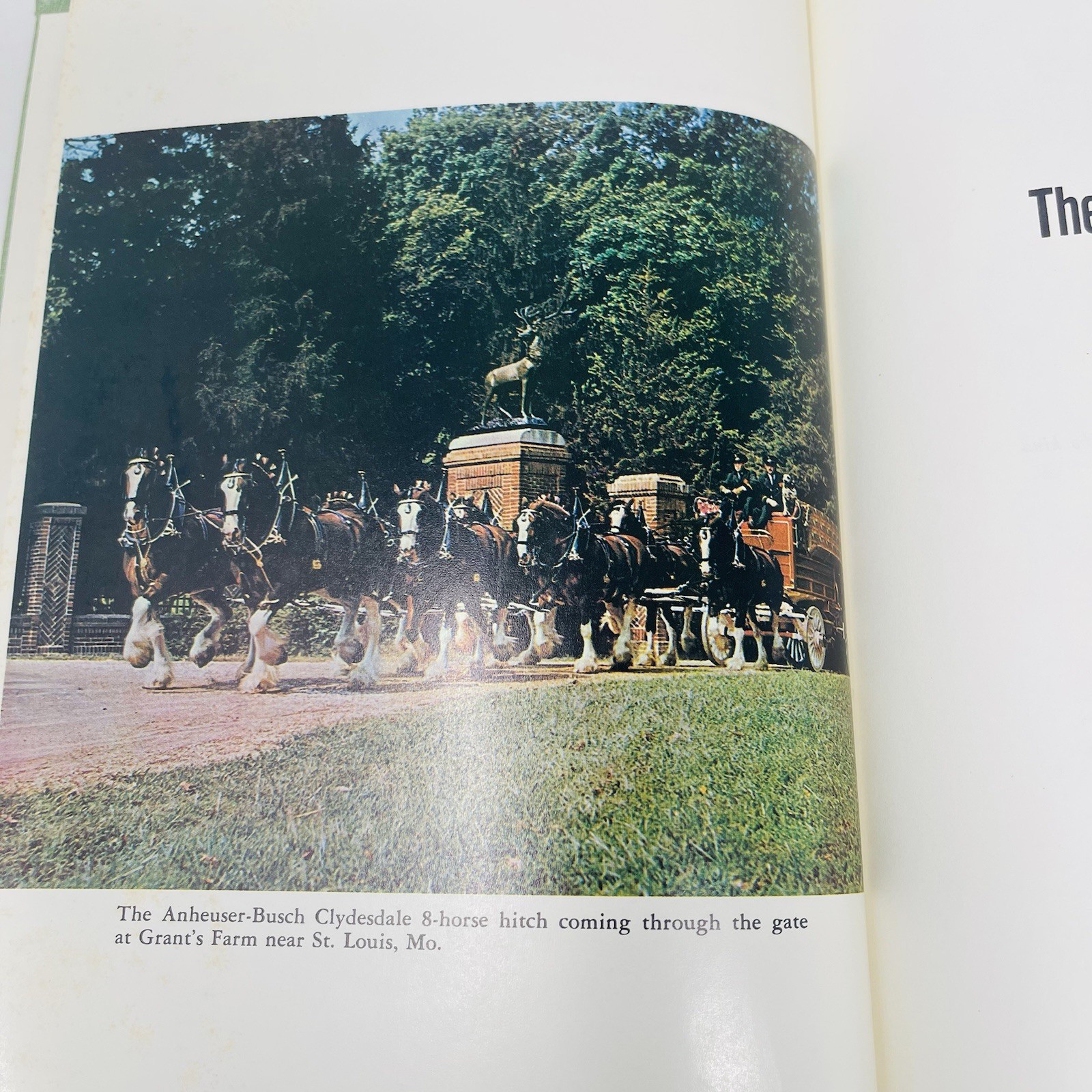 Gentle Giants Story of Draft Horses Stanley M. Jepsen 1973 HC 2nd Print Photos