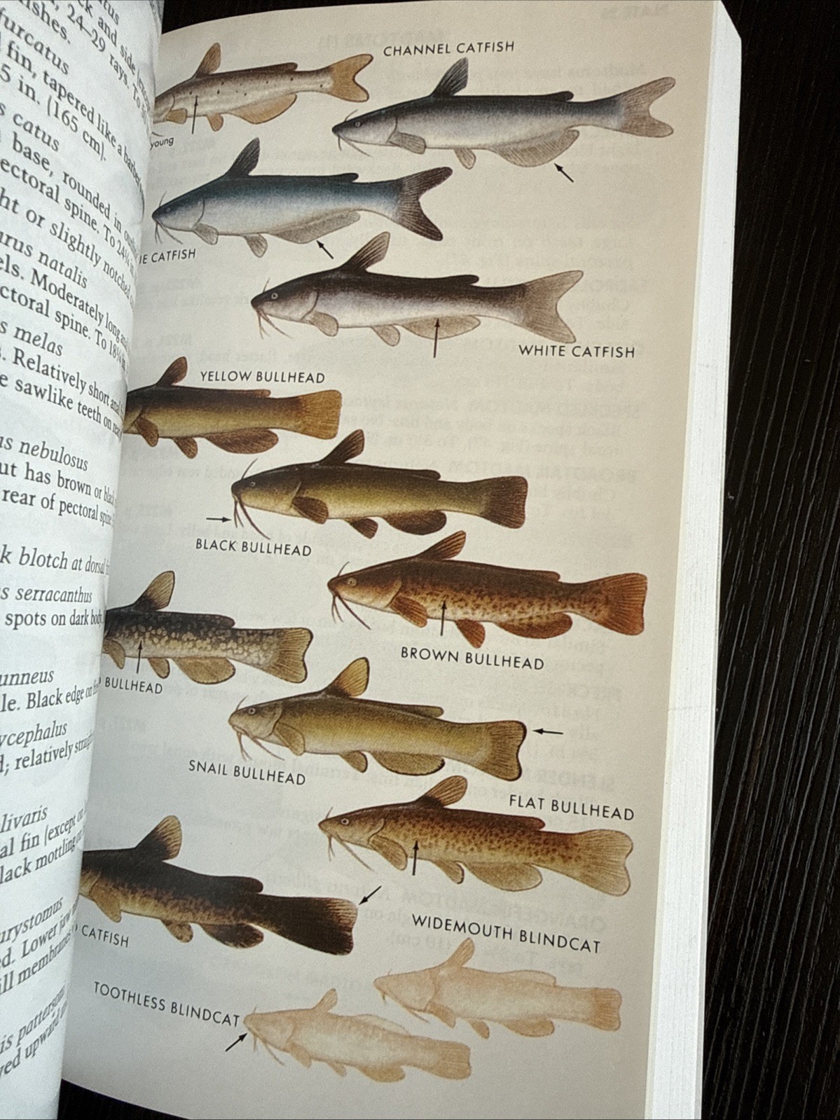 Paterson Field Guides – Fresh Water Fishes- Lawrence M.
