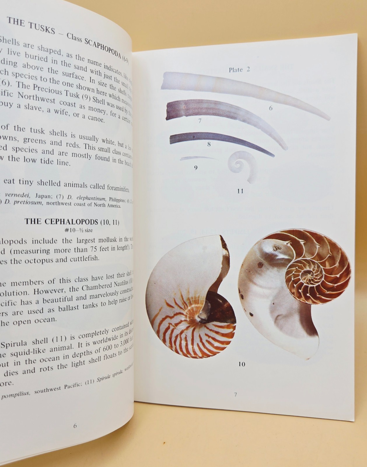 Vintage 1975 WHAT IS A SHELL? Educational Book, VERY GOOD, LN