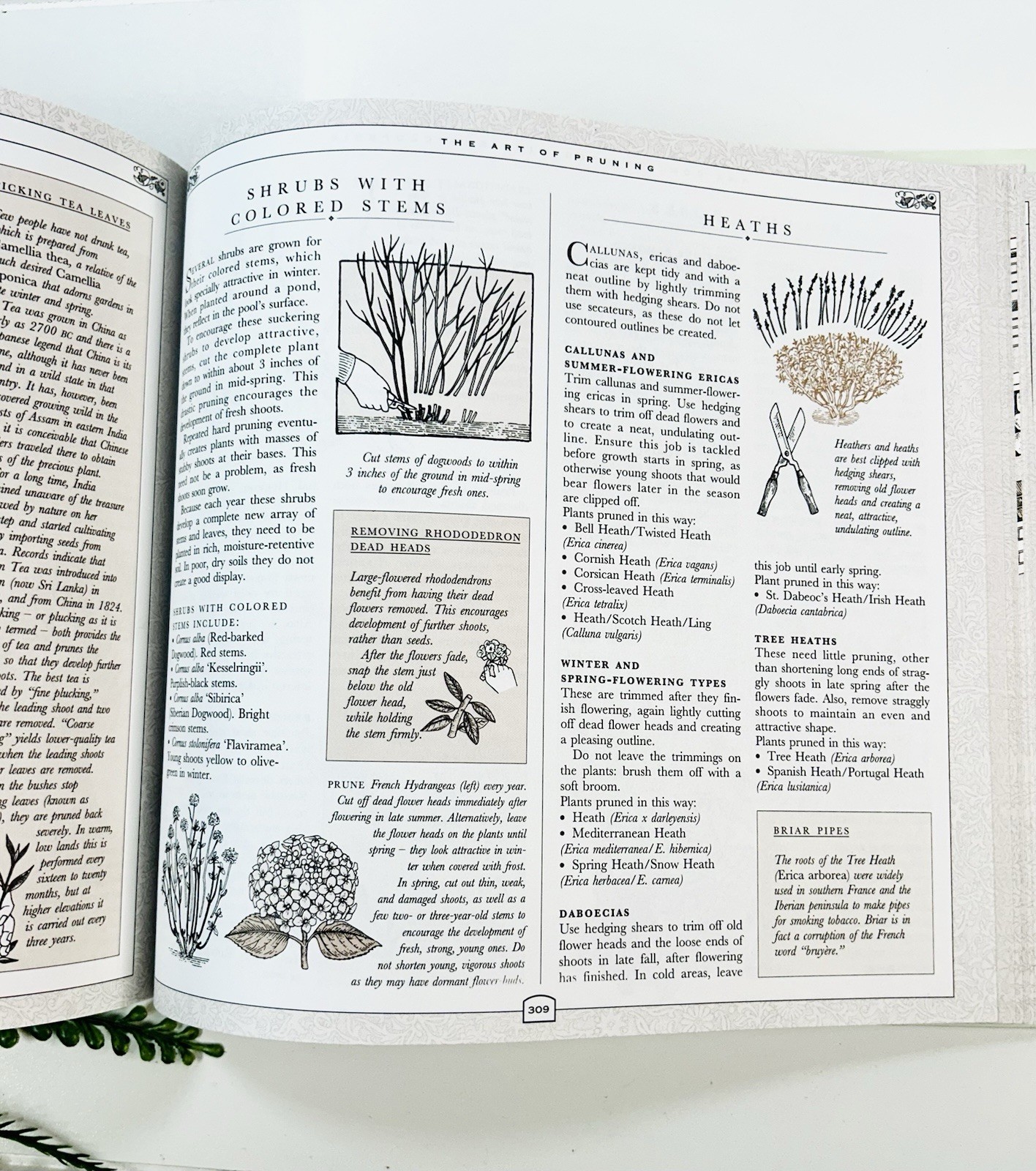The Concise Gardening Encyclopedia ~ David Squire Flowers Roses Shrubs Trees HC