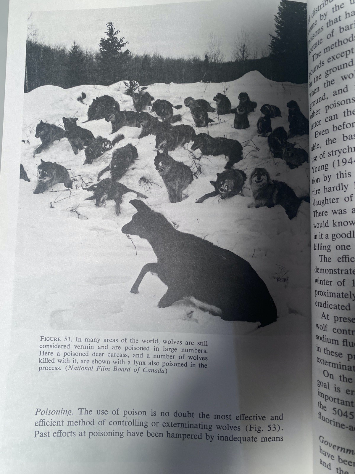 THE WOLF Ecology Behavior of an ENDANGERED SPECIES by L. David Mech SIGNED
