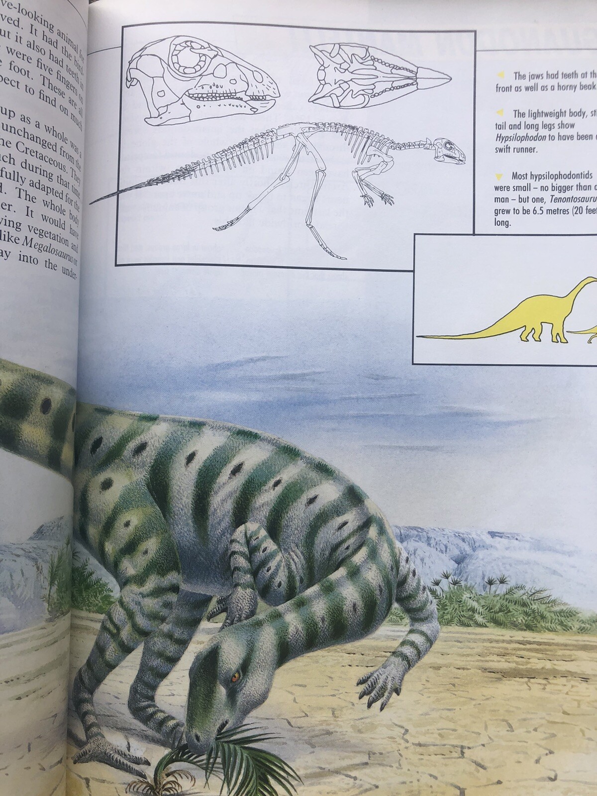 Illustrated Dinosaur Encyclopedia by Dougal Dixon (1988, Hardcover)