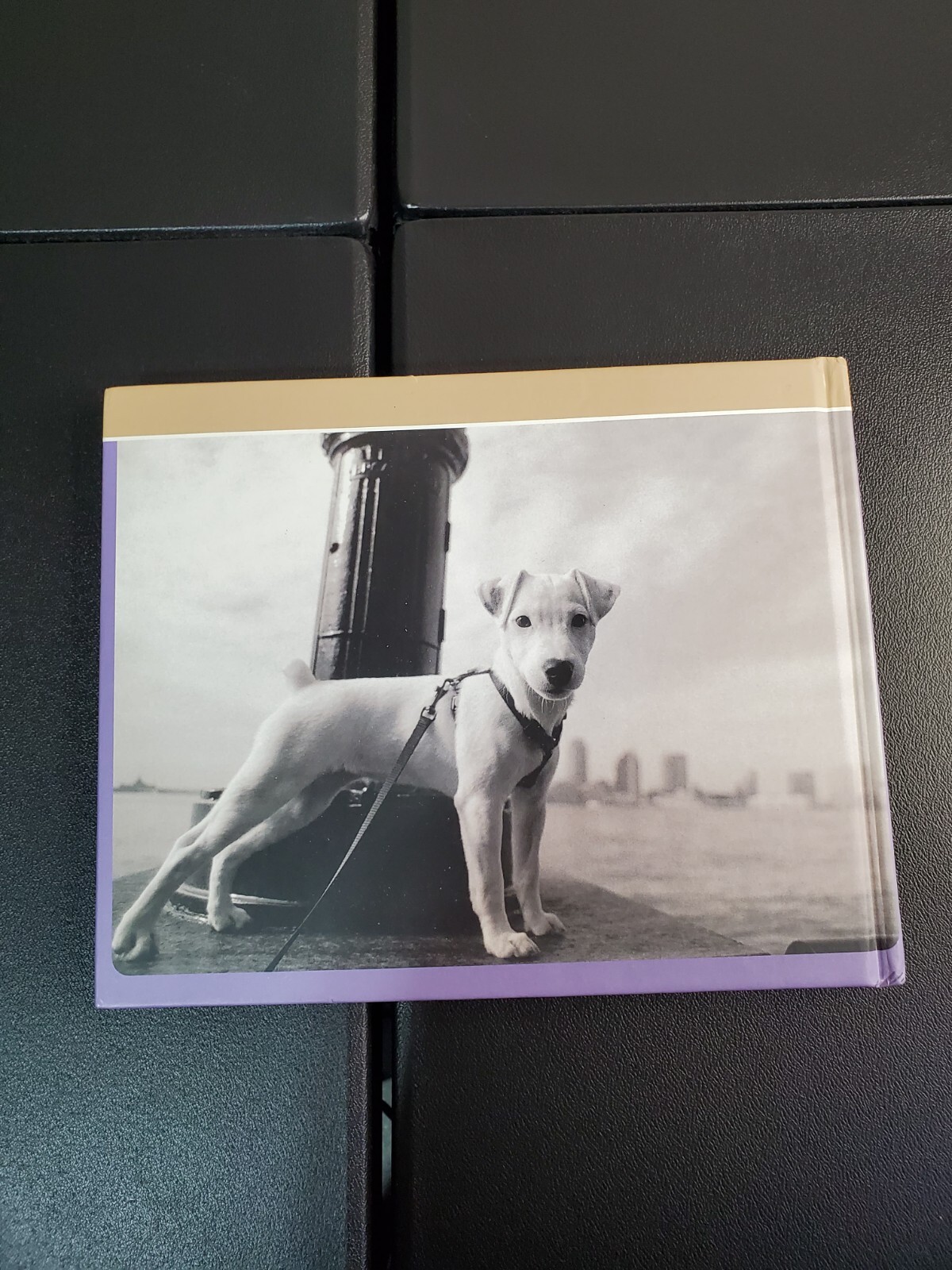Pawfiles: Portraits of Dogs: A Bark and Smile Book by Levin, Kim Hardback Book