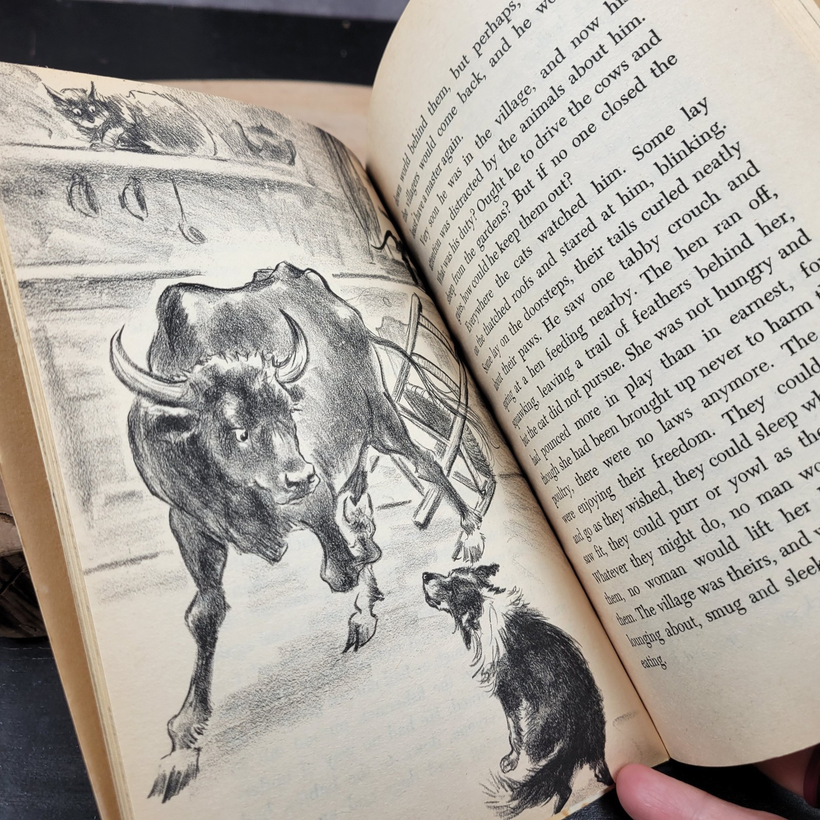 Jock’s Island By Elizabeth Coatsworth TX 1504 Scholastic SBS 1963 Vintage PB