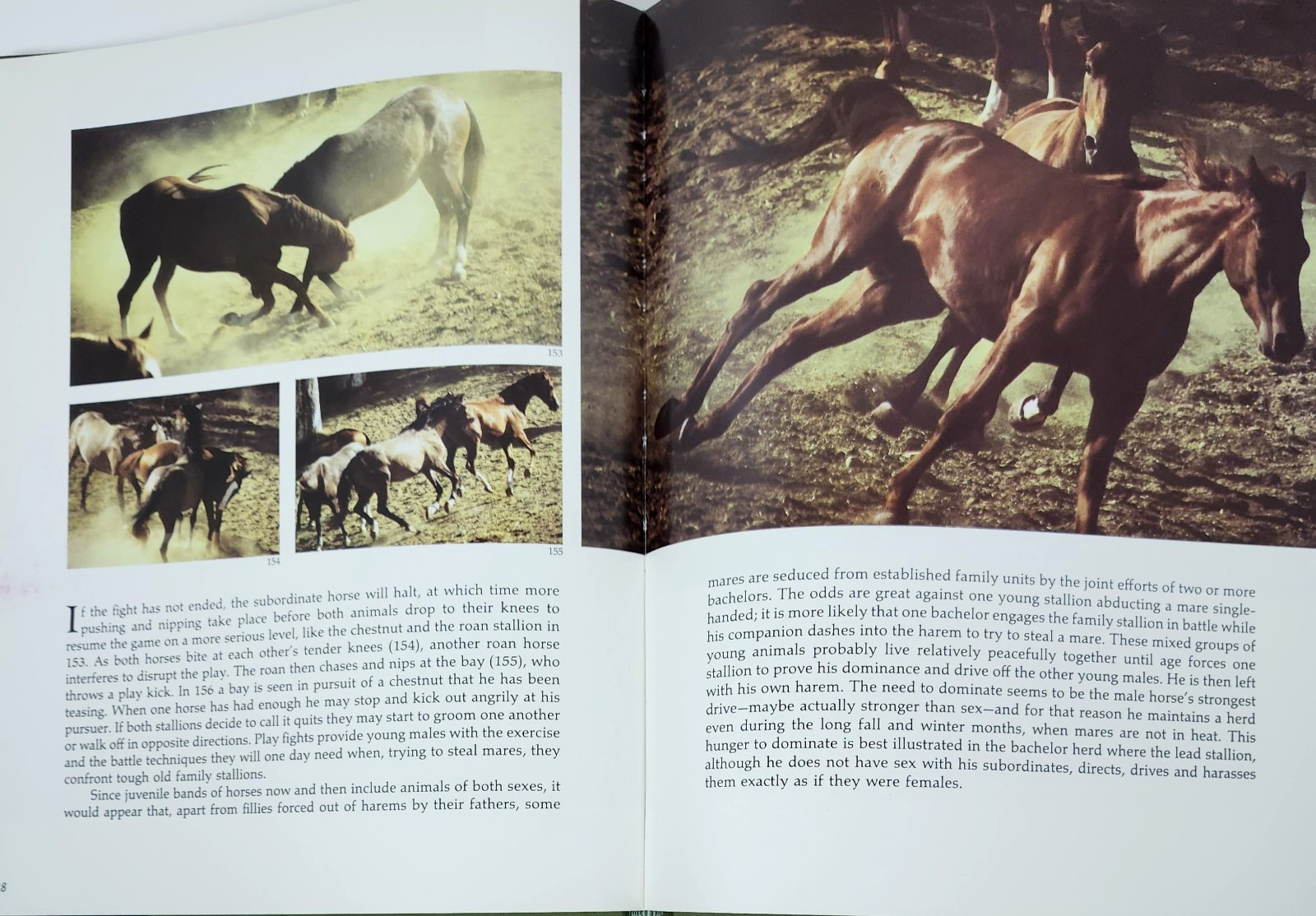 Such Is The Real Nature of Horses by Robert Vavra 1979 HC 340 Color Photos