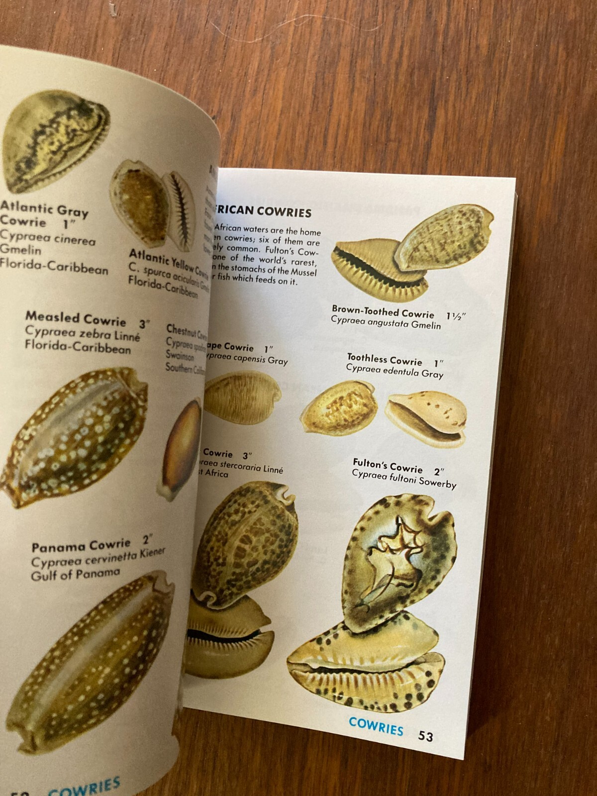 A Golden Guide from St. Martin’s Press Seashells of the World Life Tucker Abbott