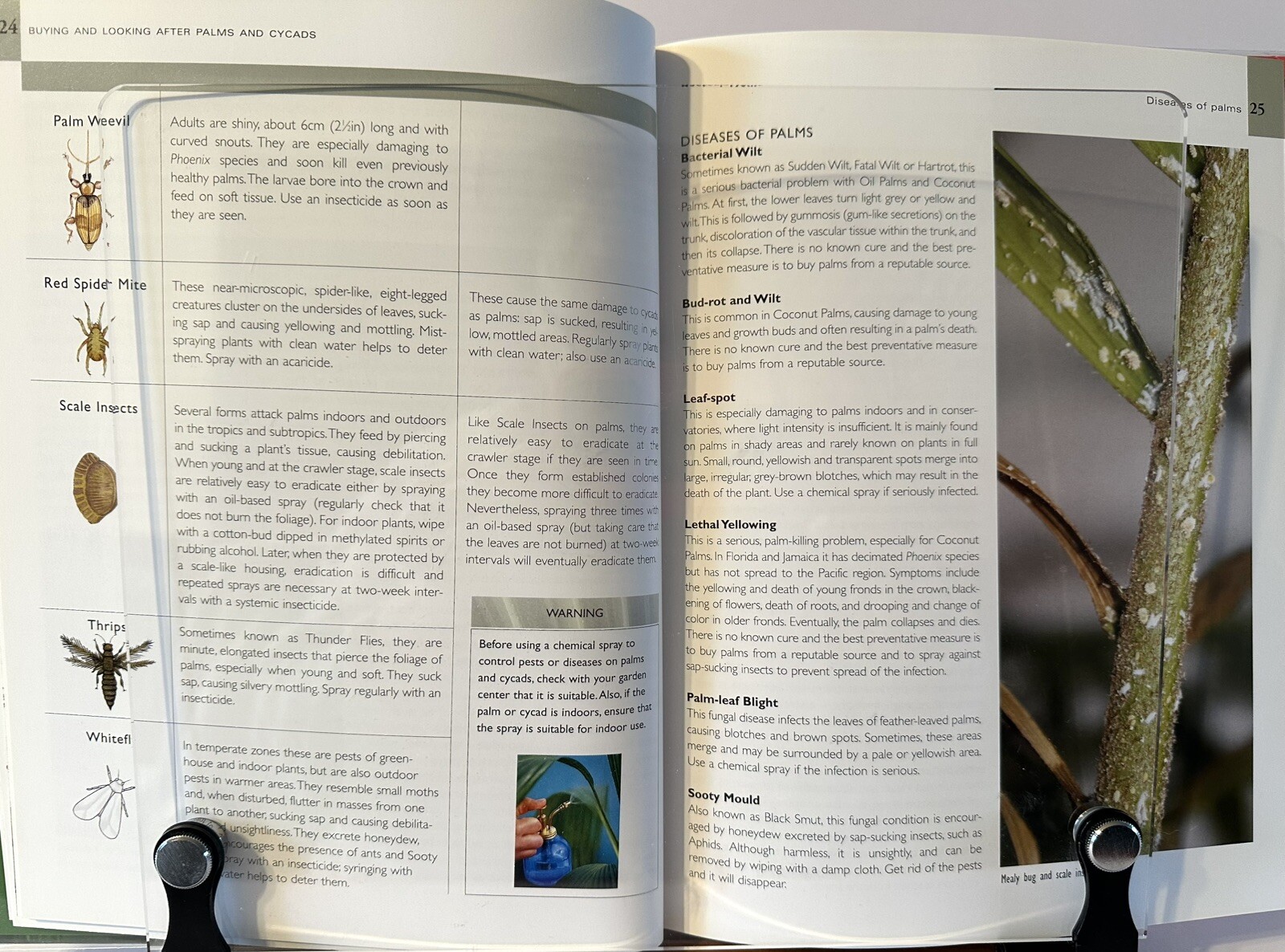 Palms And Cycads: A Guide To Selecting, Growing & Propagating David Squire New