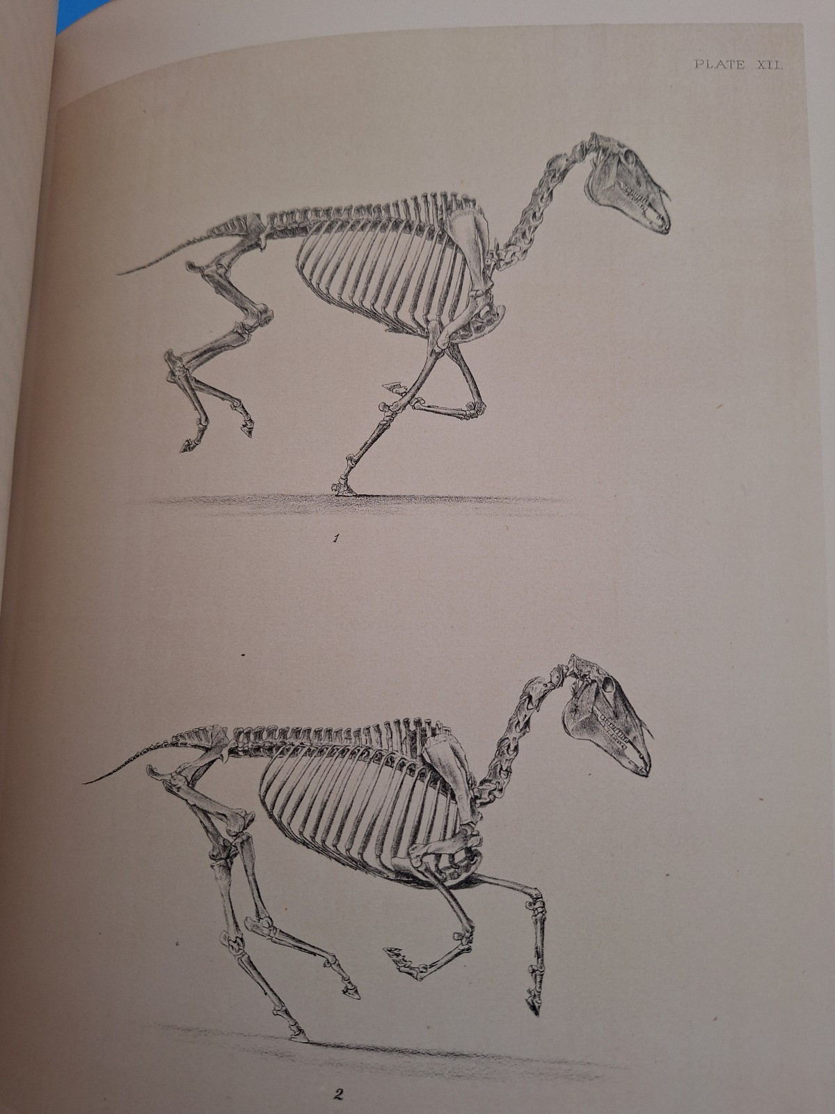 RARE c 1882 THE HORSE IN MOTION by J.D.B. Stillman Photos By Eadweard Muybridge