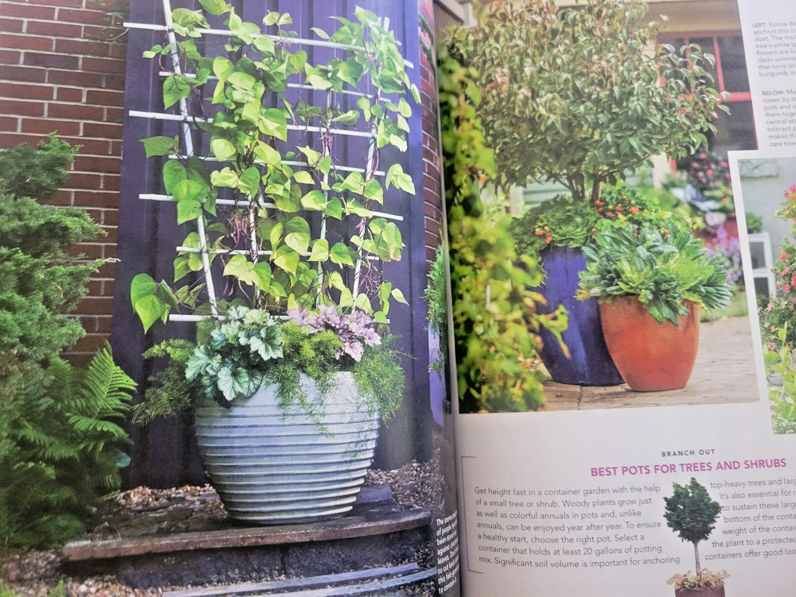 Container Gardening by BH&G – 100 Easy-Care Combos for Sun or Shade- Like A Pro