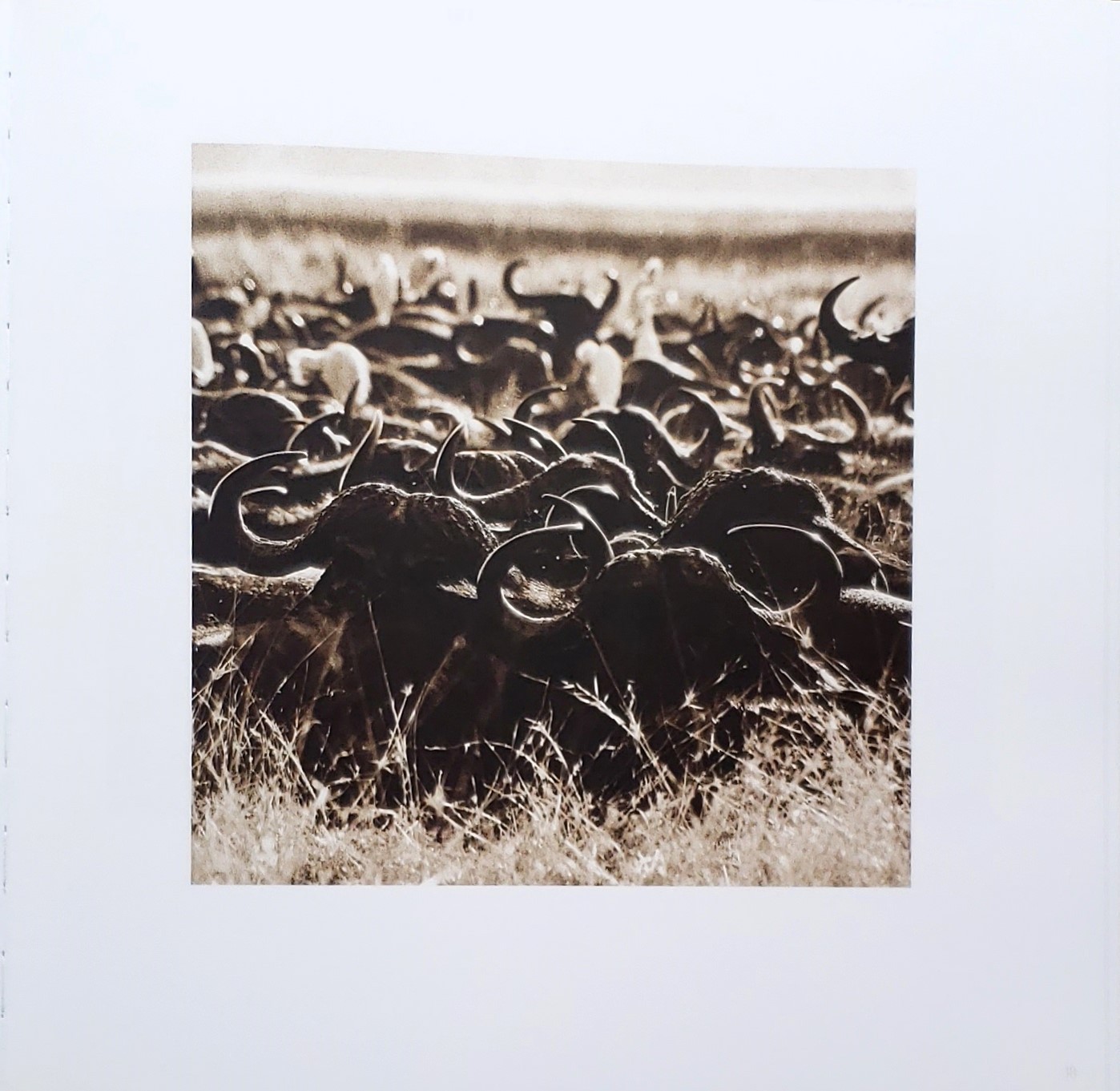 Homage by Graham Springer First Edition 2015