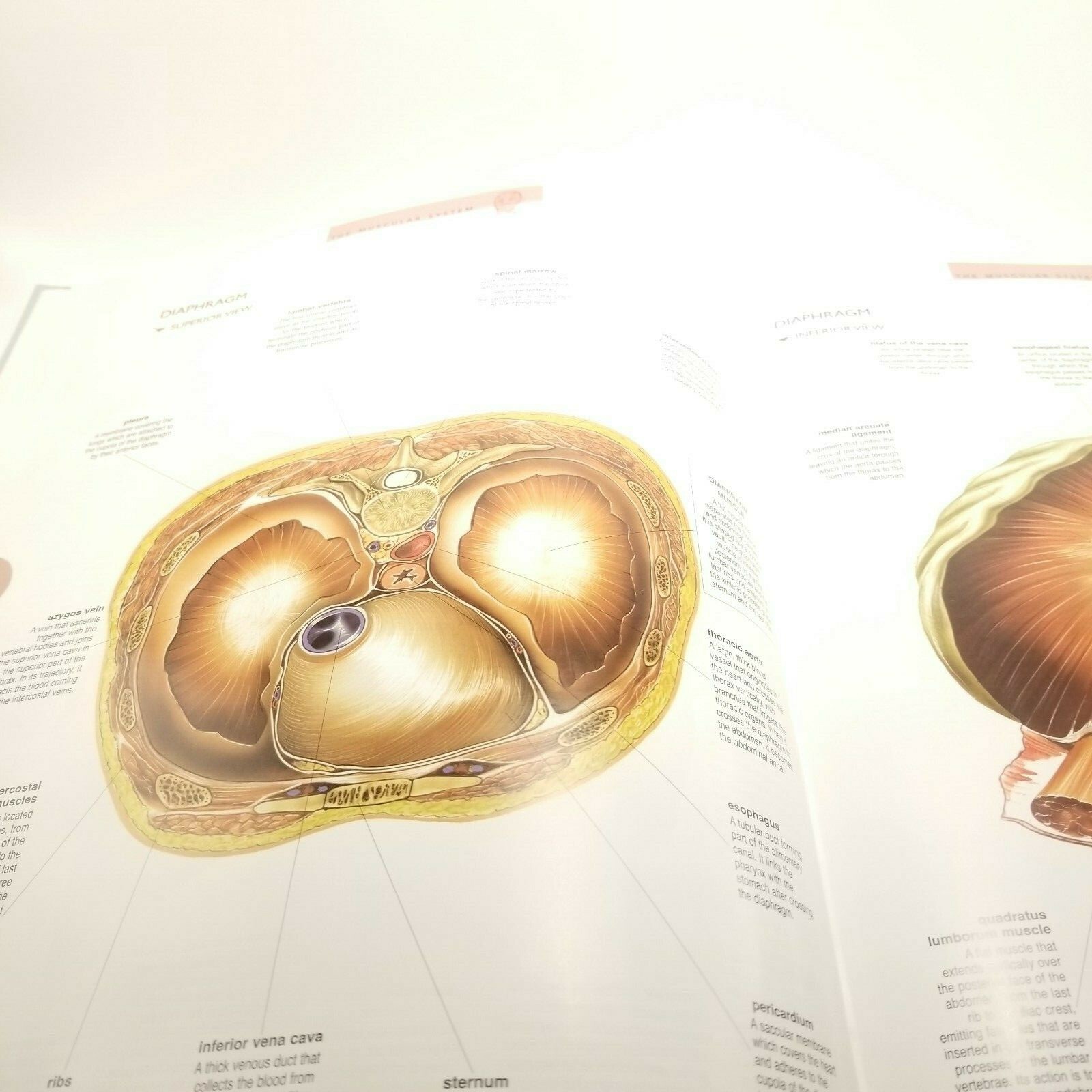 Atlas of the Human Body by Vigue Martin (2011, Hardcover) 164 Pages USA Seller