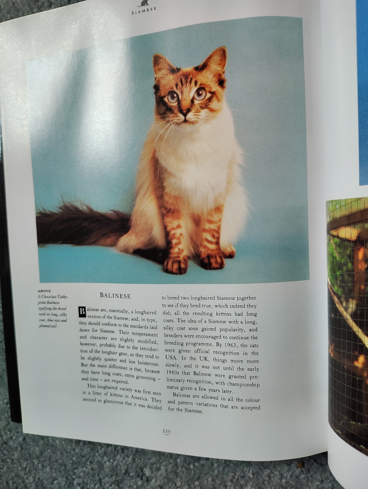 THE COMPLETE CAT BOOK By Paddy Cutts – Hardcover **BRAND NEW**