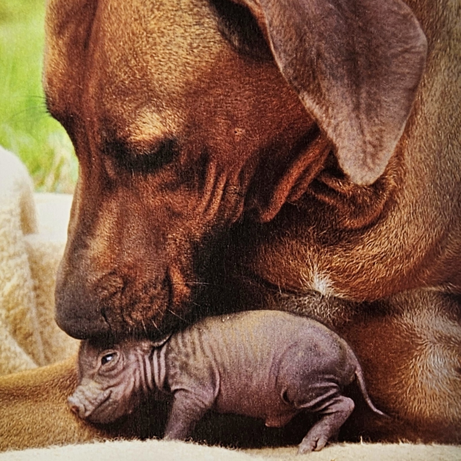 Unlikely Friendships Jennifer S. Holland Gift Book Adorable Animal Stories
