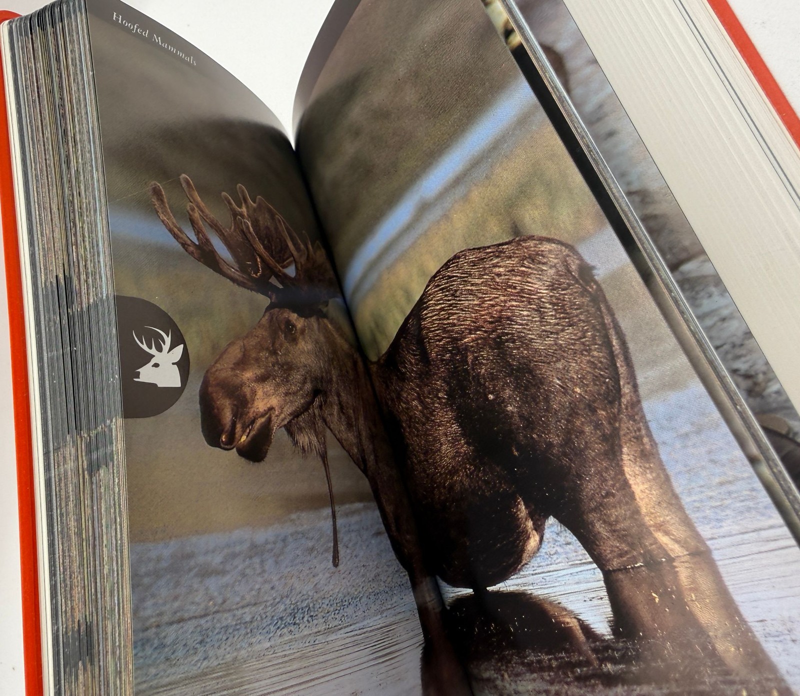 The Audubon Society Field Guide Set Fish Whales Dolphins North American Mammals