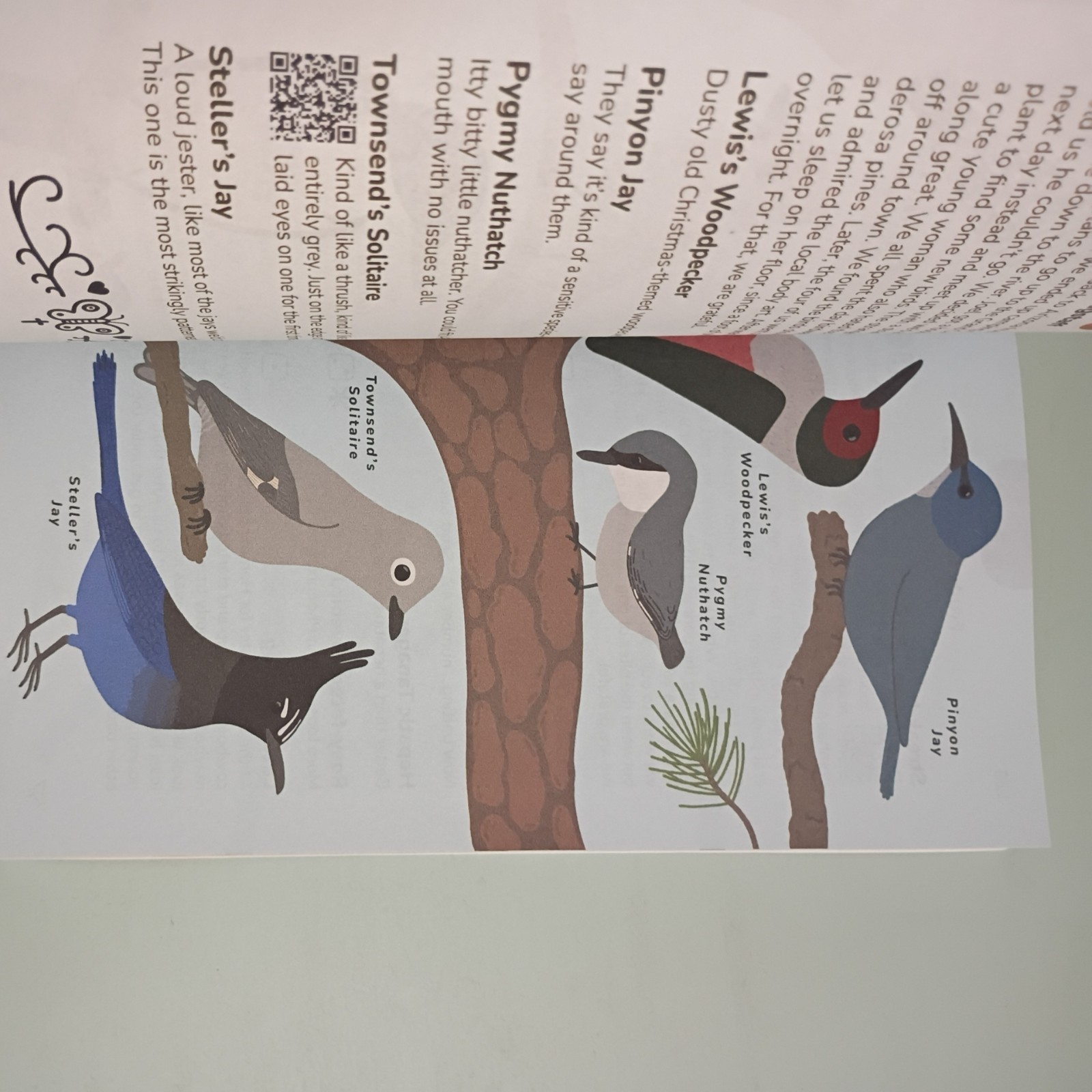 Field Guide of All the Birds We Found One Year in the United States