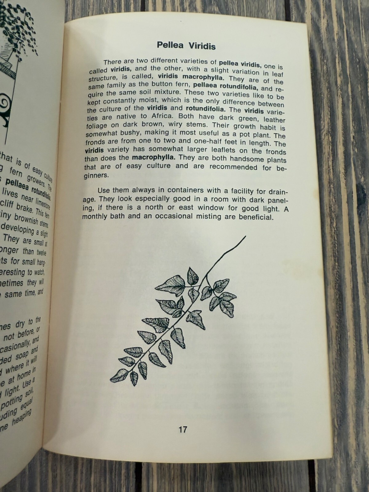 Gardening With Ferns By Rex E. Mabe 1973 Paperback Potpourri Press USA Botanical