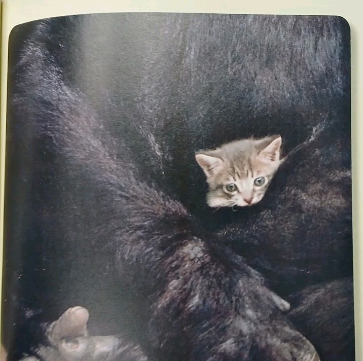Unlikely Friendships ~ Jennifer S. Holland ~ Workman Softcover