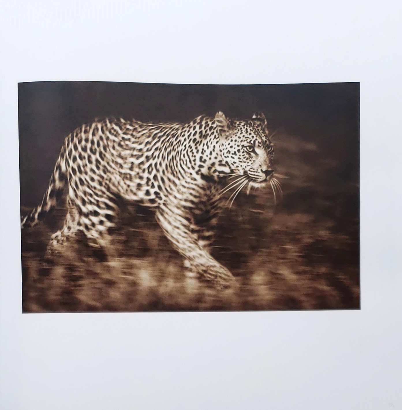 Homage by Graham Springer First Edition 2015