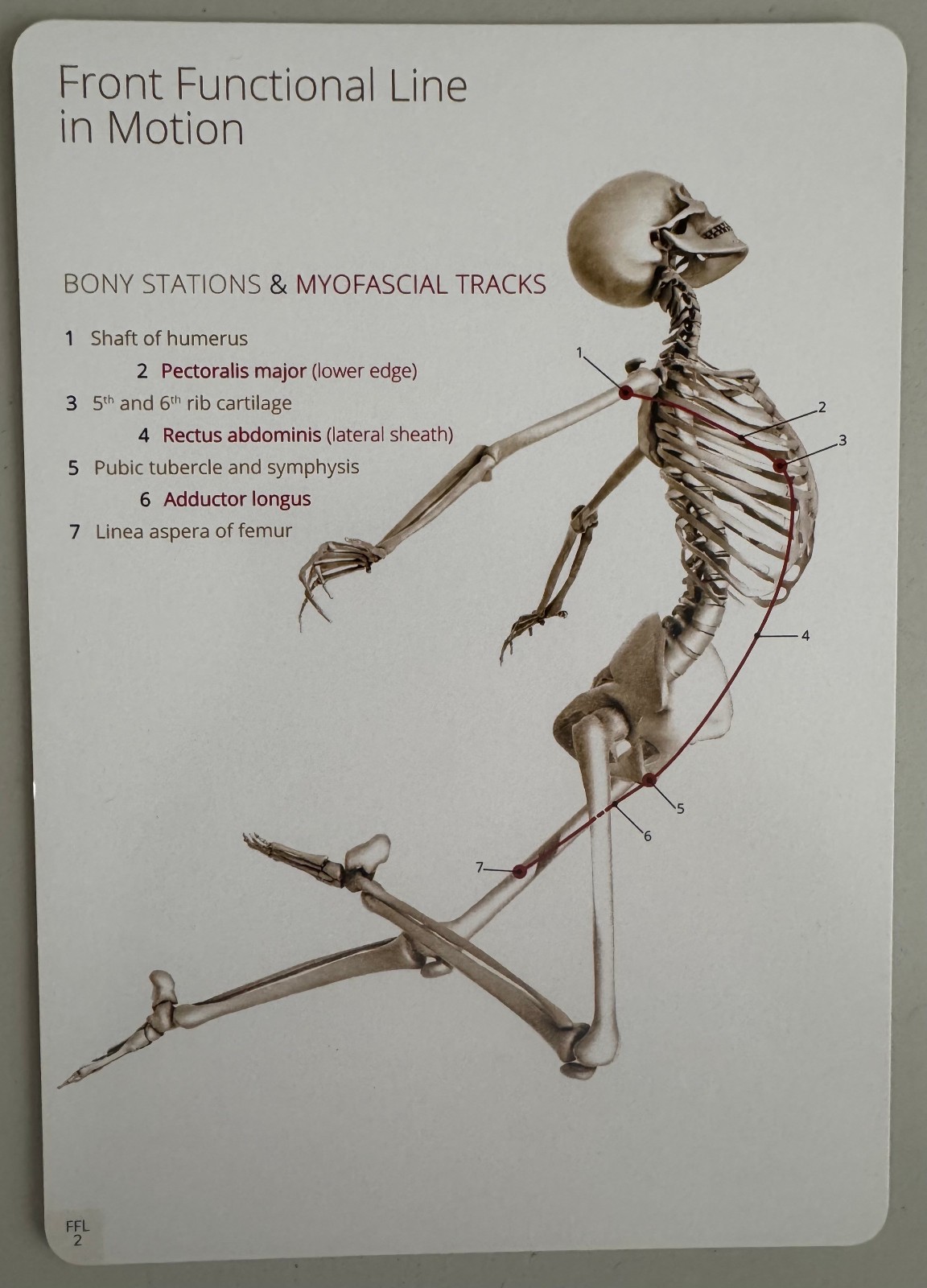 ANATOMY TRAINS IN MOTION-EDUCATION IN A BOX-80 LEARNING CARDS – 2018 – BOX SET
