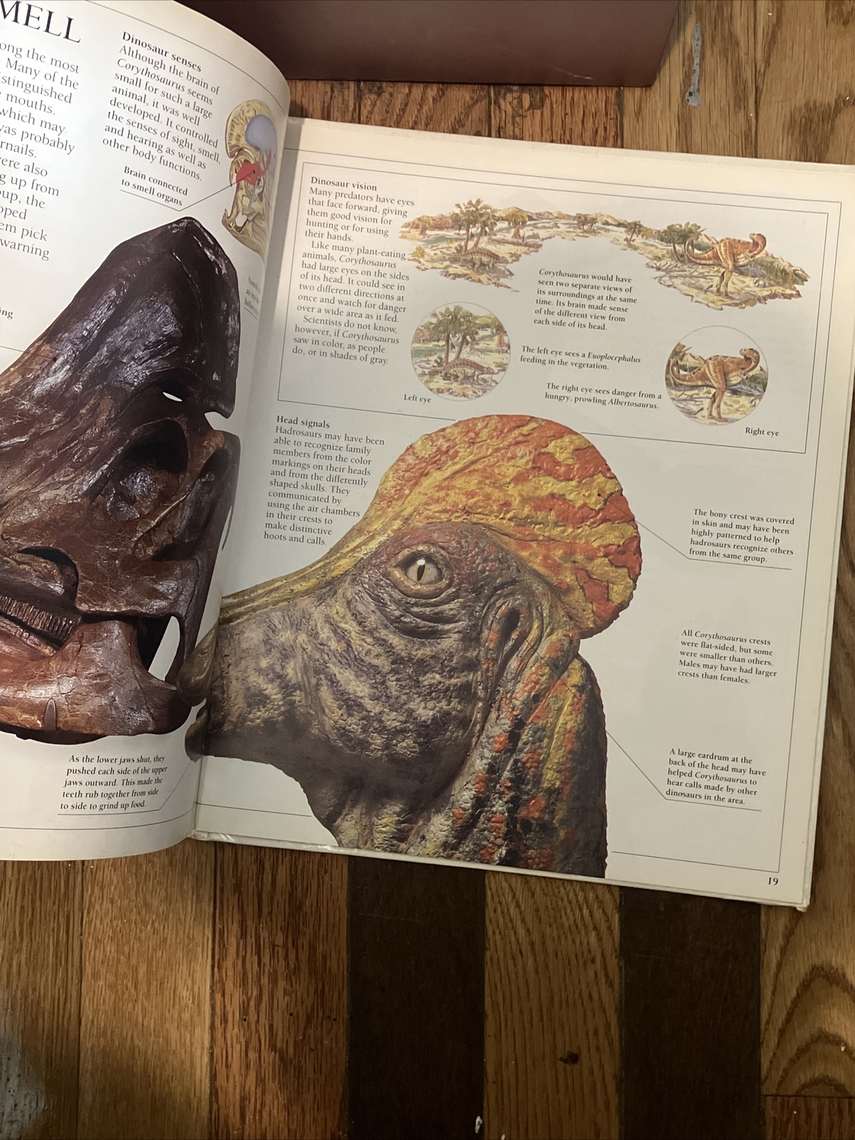 Corythosaurus by William Lindsay 1993 1st Ed. DK Publishers Hardcover