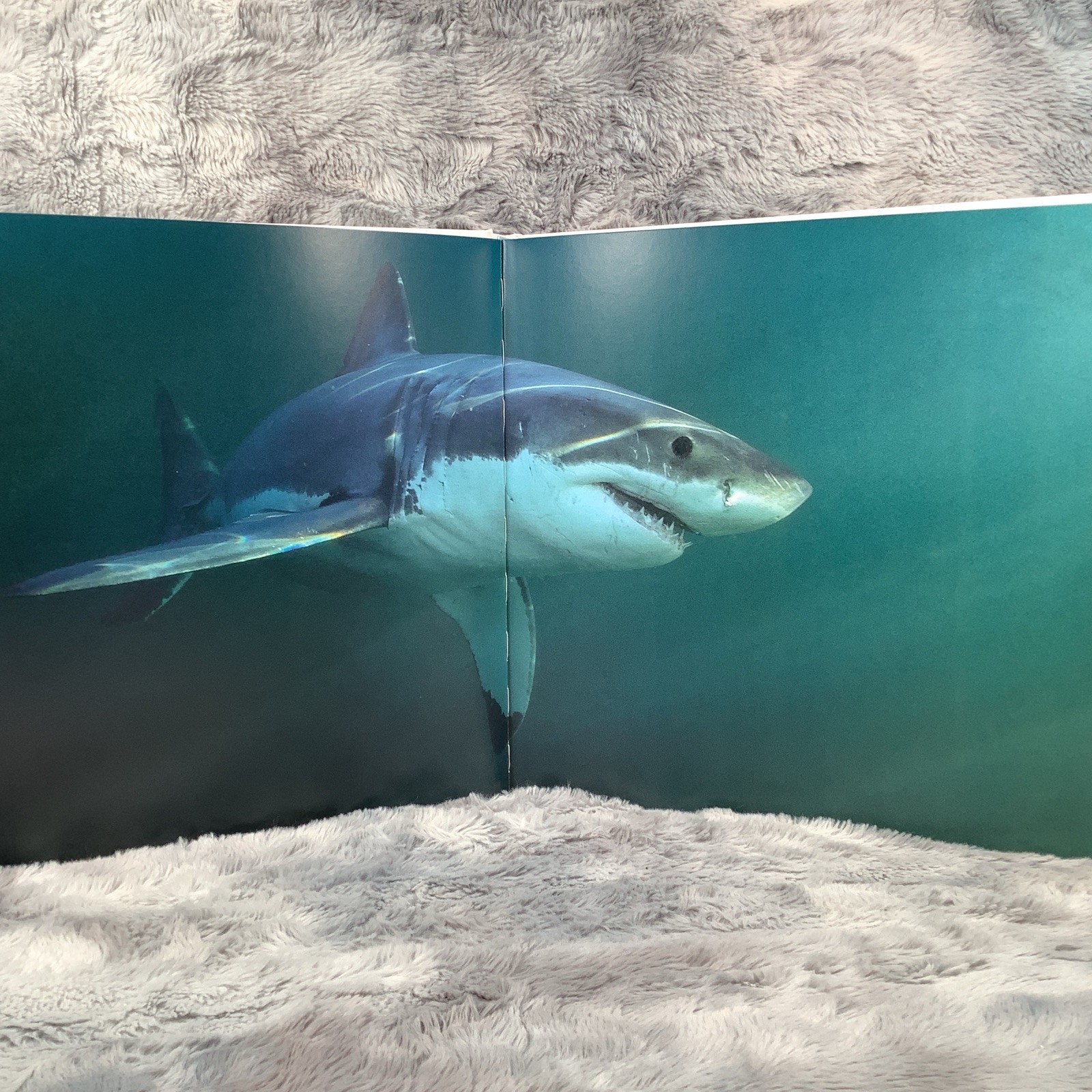 Great White: The Majesty of Sharks by Chris Fallows (no Cover) Excellent Cond