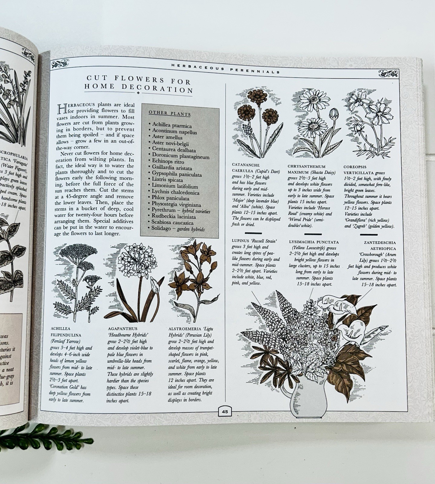 The Concise Gardening Encyclopedia ~ David Squire Flowers Roses Shrubs Trees HC