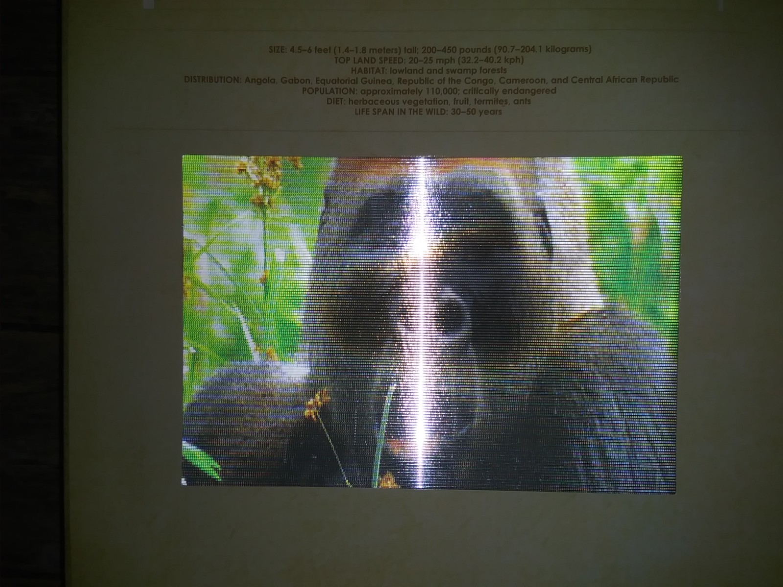 Safari: A Photicular Book – 3D Moving Pics of African Animals Educational Guide