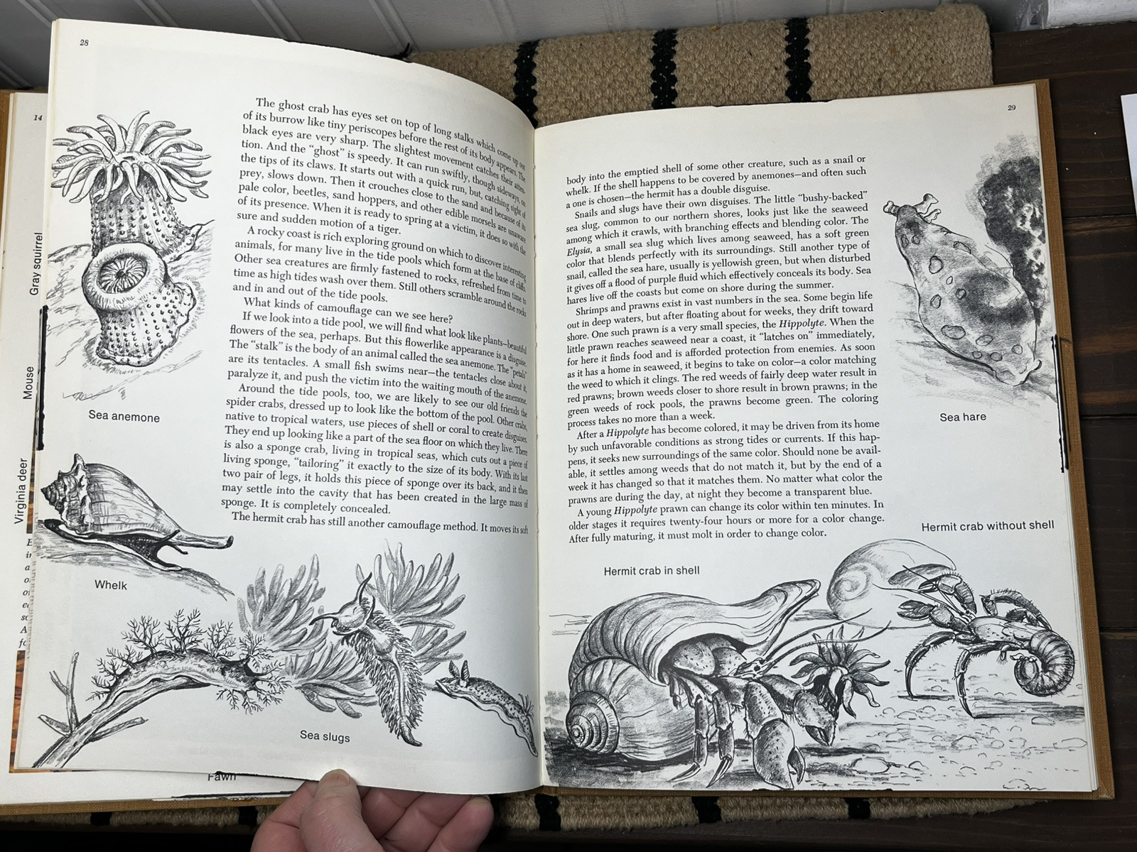 Animal Camouflage, Dorothy Shuttlesworth, illustrated by Matthew Kalmenoff HB XL