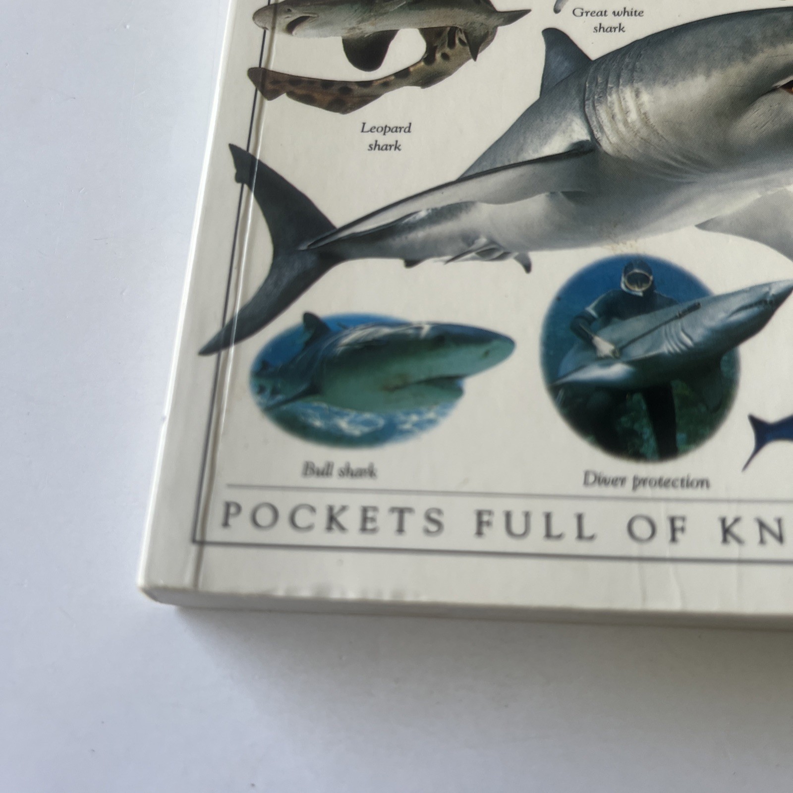 SHARKS DK Pockets Book📕Sharks by DK publishing Pockets Full Of Knowledge