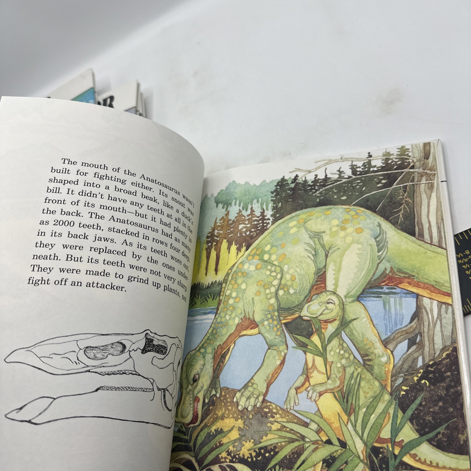 Dinosaur Hardcover Books 1991 Janet Riehecky The Child’s World Series 18 Books