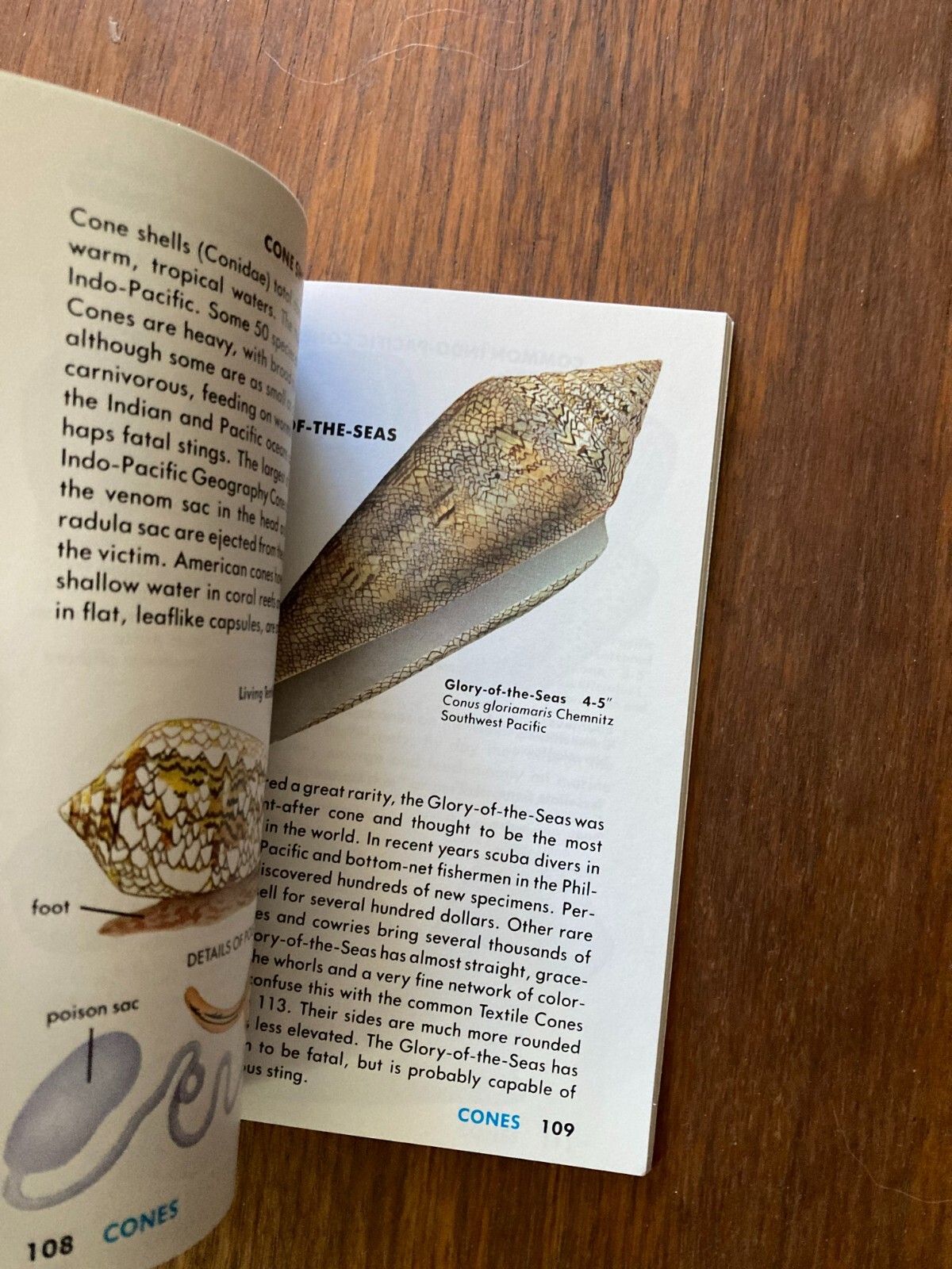 A Golden Guide from St. Martin’s Press Seashells of the World Life Tucker Abbott