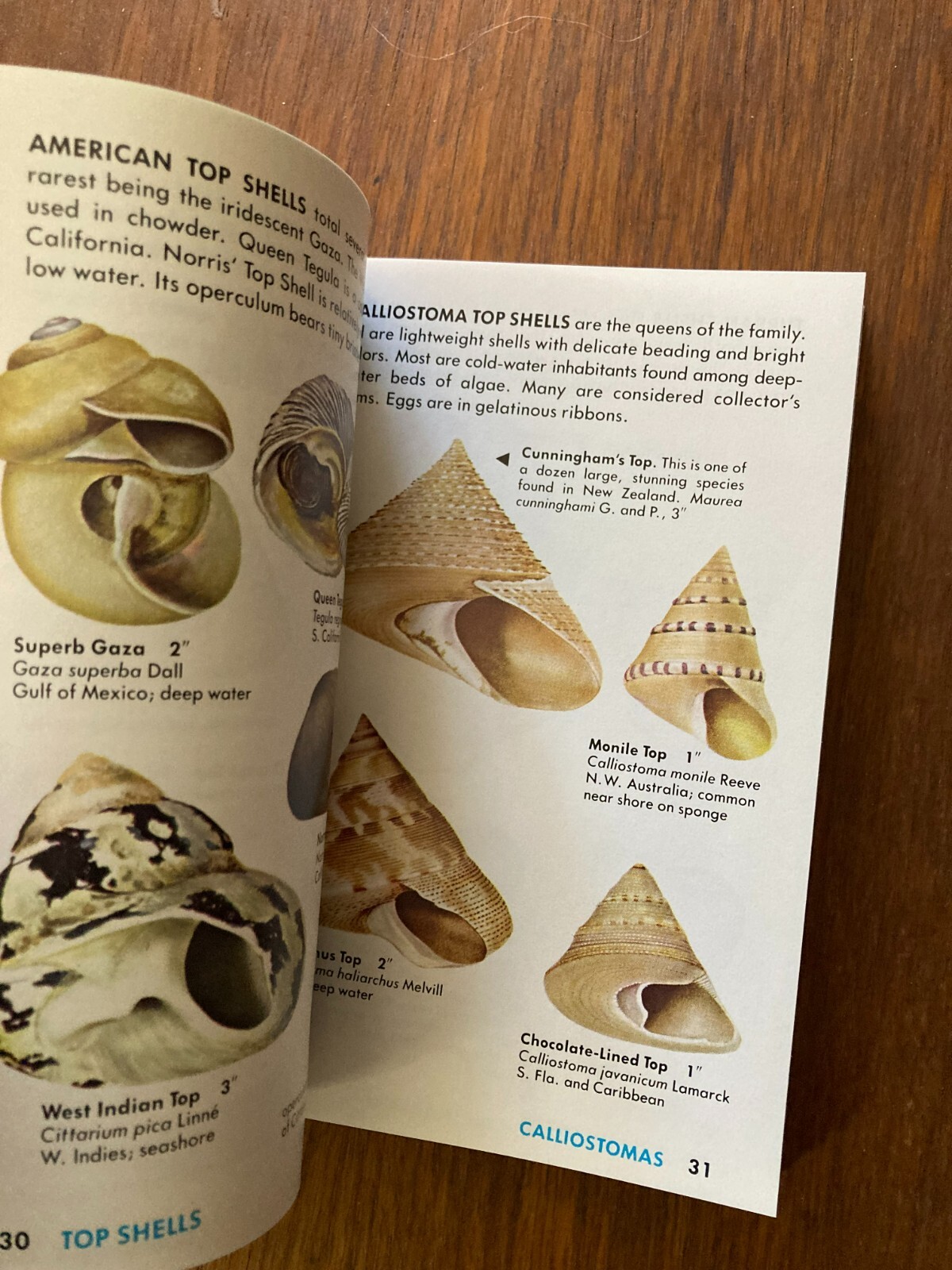 A Golden Guide from St. Martin’s Press Seashells of the World Life Tucker Abbott