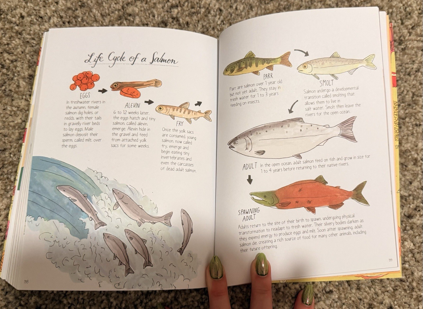 Julia Rothman Nature Anatomy Illustrated Trade Paperback 2015