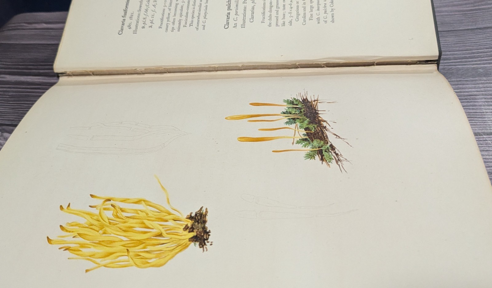 Icones Farlowianae – 1929 Farlow Fungi Mushrooms 103 Color Plates – Large Folio