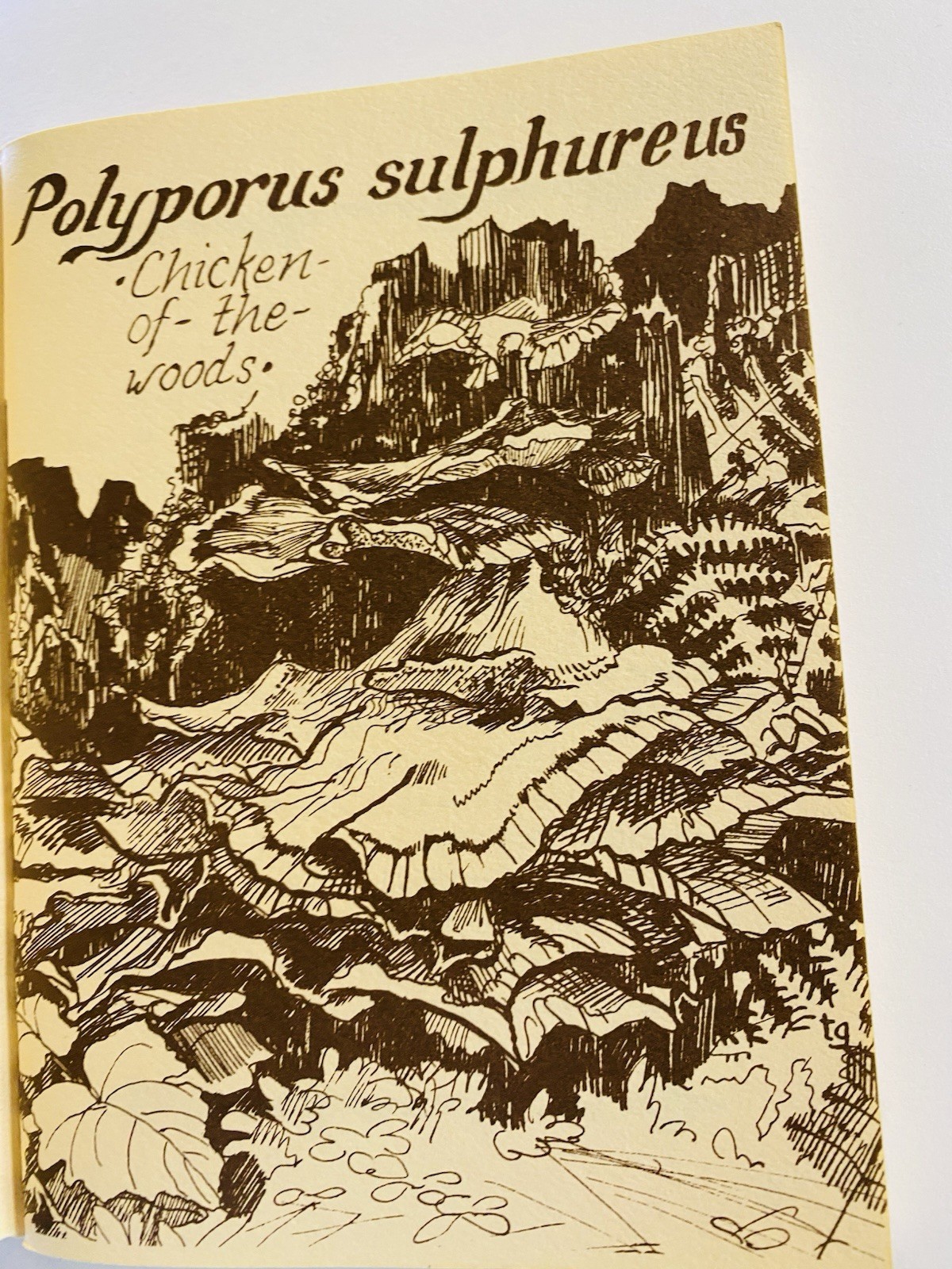 Wild Mushroom Recipes by Carol Eberly Pocketbook Printed 1979