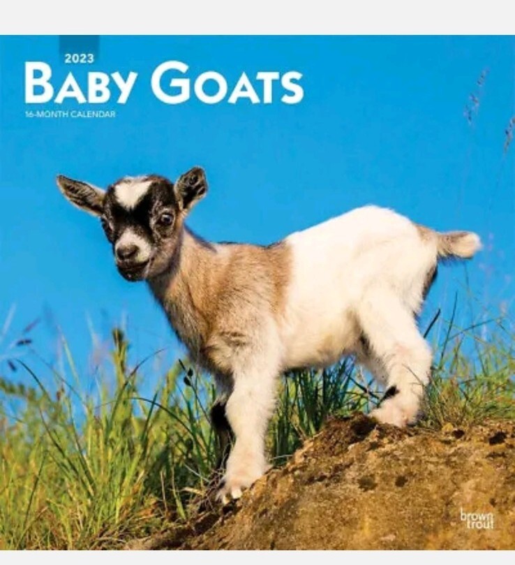 BROWN TROUT, BABY GOATS 2023 SQUARE WALL CALENDAR NEW FARM ANIMAL KID GOAT