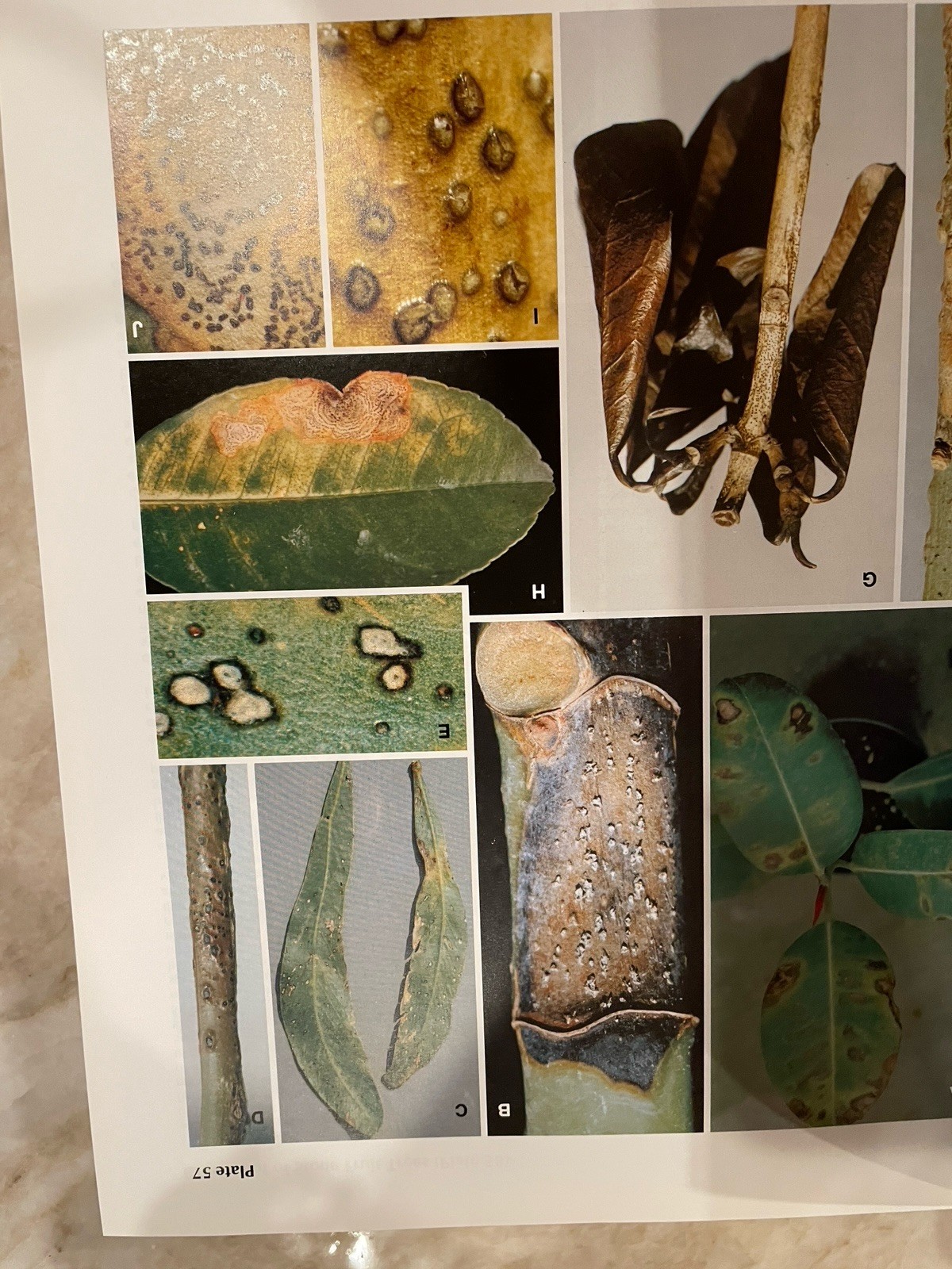 Diseases of Trees And Shrubs By Wayne Sinclair, Howard Lyon, Warren Johnson Book