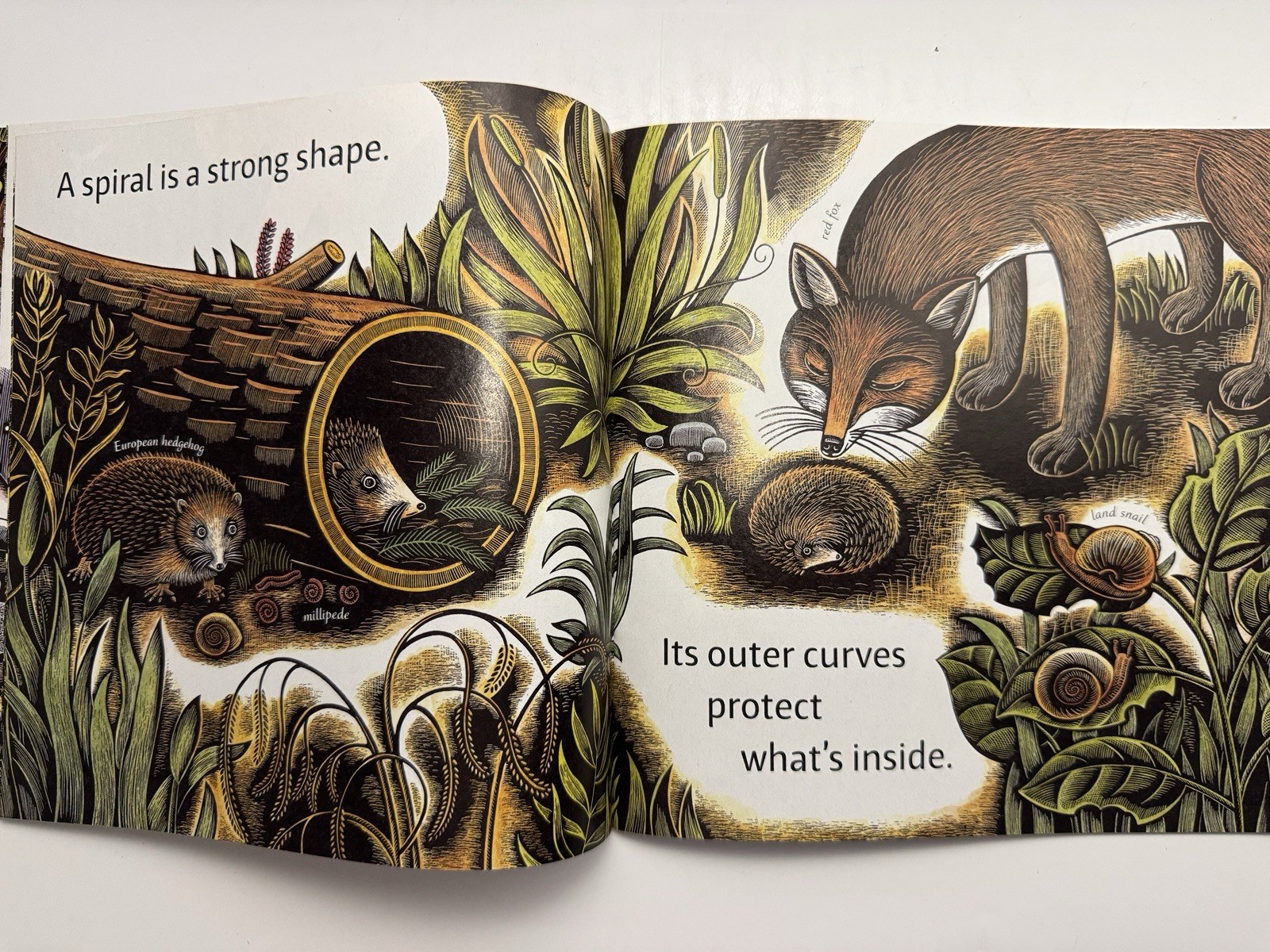 Swirl by Swirl: Spirals in Nature by Joyce Sidman Illustrated By Beth Krommes