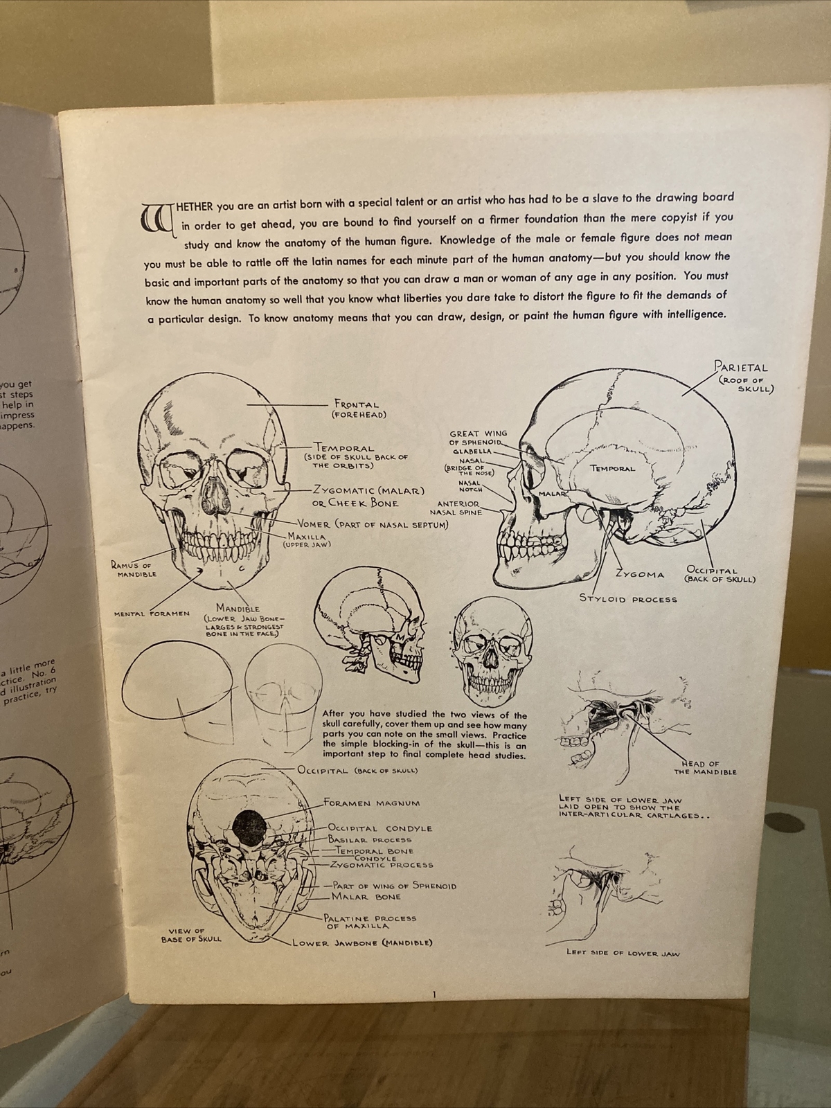 ANATOMY by Walter T Foster VINTAGE Paperback Drawing Book, Large Size QUICK SHIP