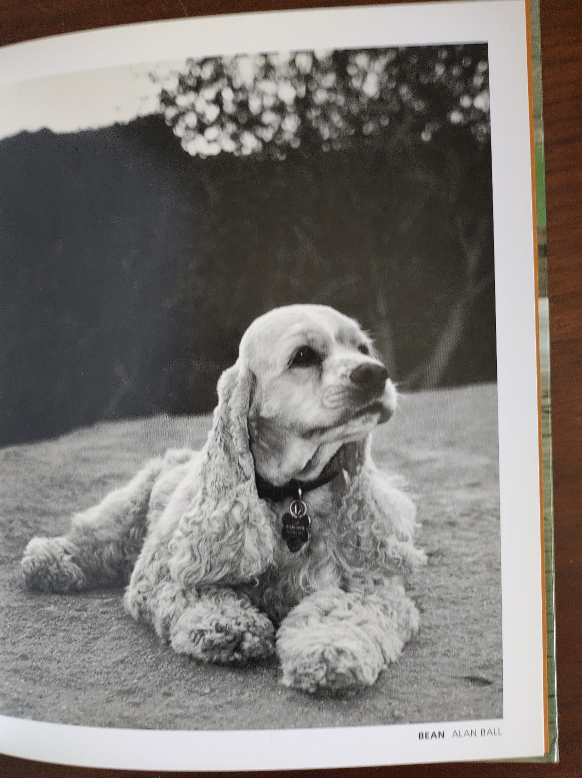 CELEBRITY DOGS – Hardcover – PHOTOGRAPHS BY KAMIL SALAH – 92 PAGES – LIKE NEW!!!