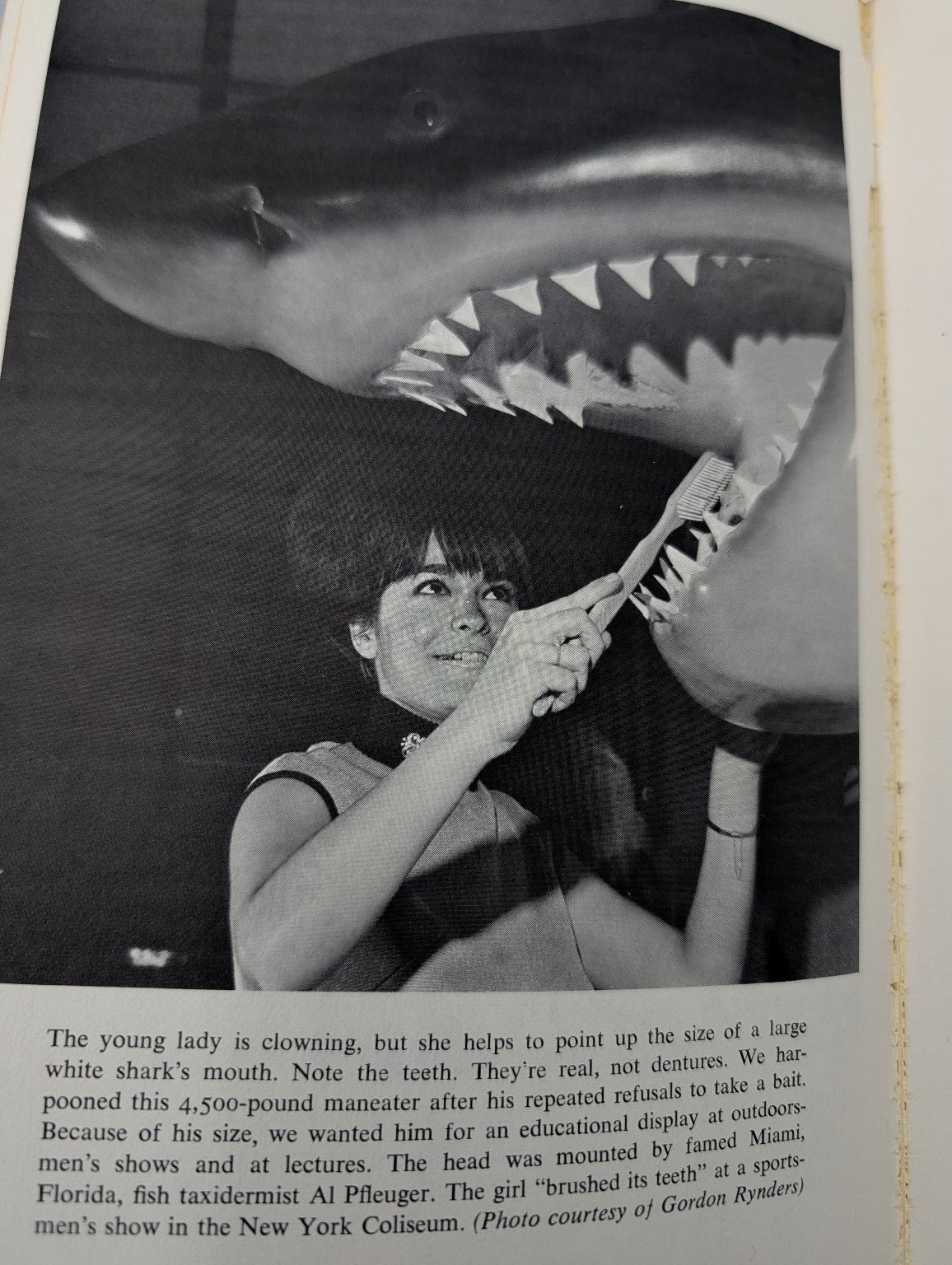 Sportfishing for Sharks Mundus Wisner 1976 Paperback Fishing Marine Life